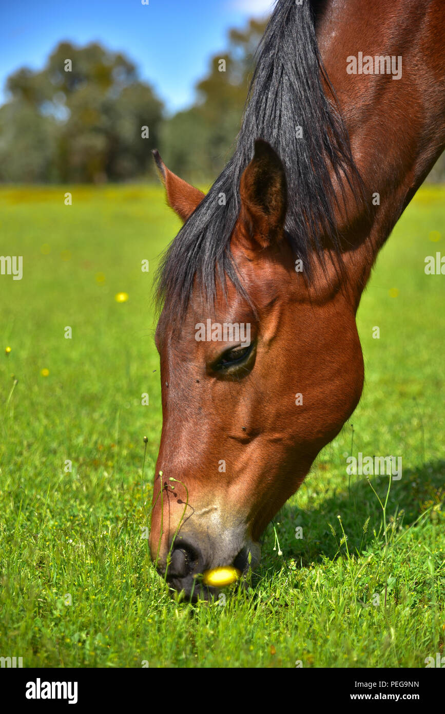 Cavallo mangiare erba in una fattoria Foto Stock