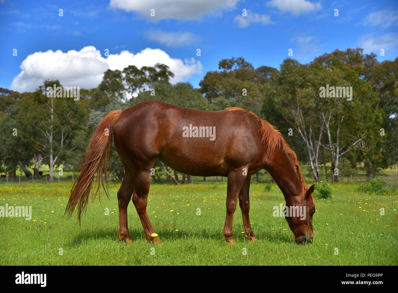 Cavallo mangiare erba in una fattoria Foto Stock