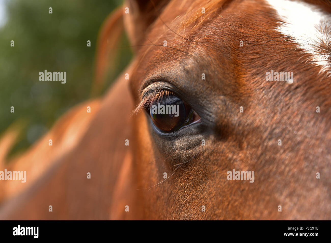 Close-up di cavallo Foto Stock