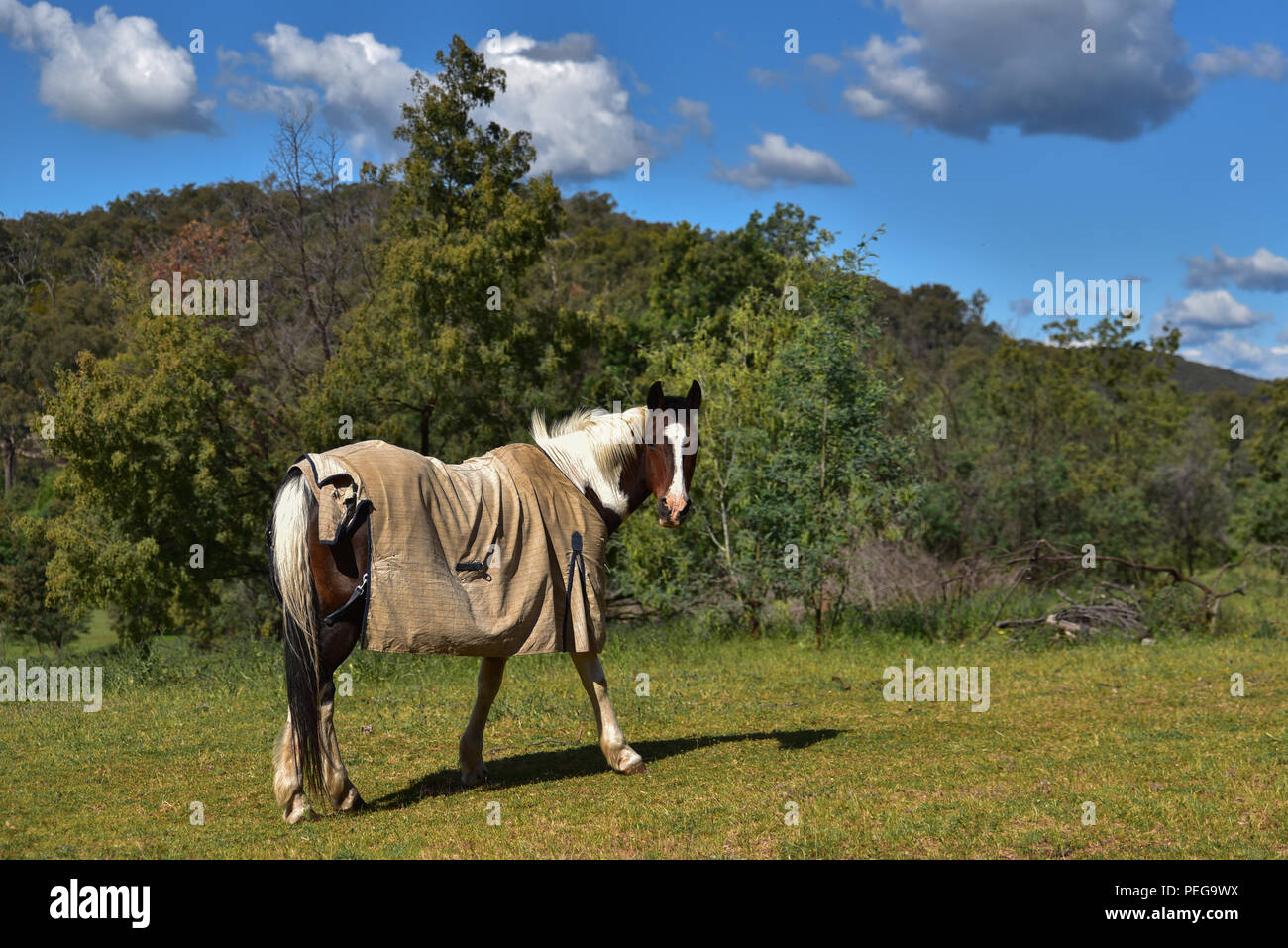 Cavallo in una fattoria Foto Stock