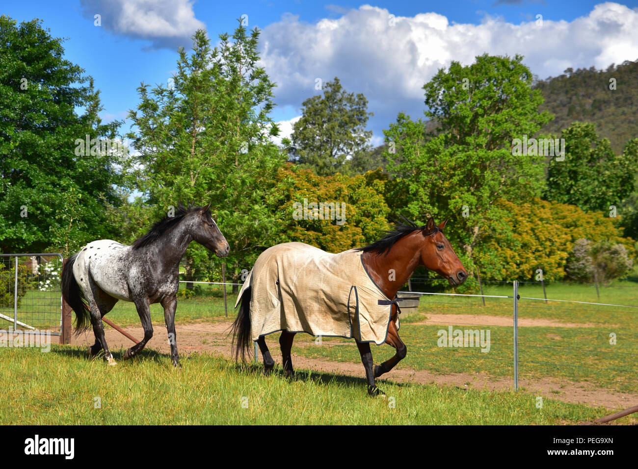 Horse Running in una fattoria Foto Stock