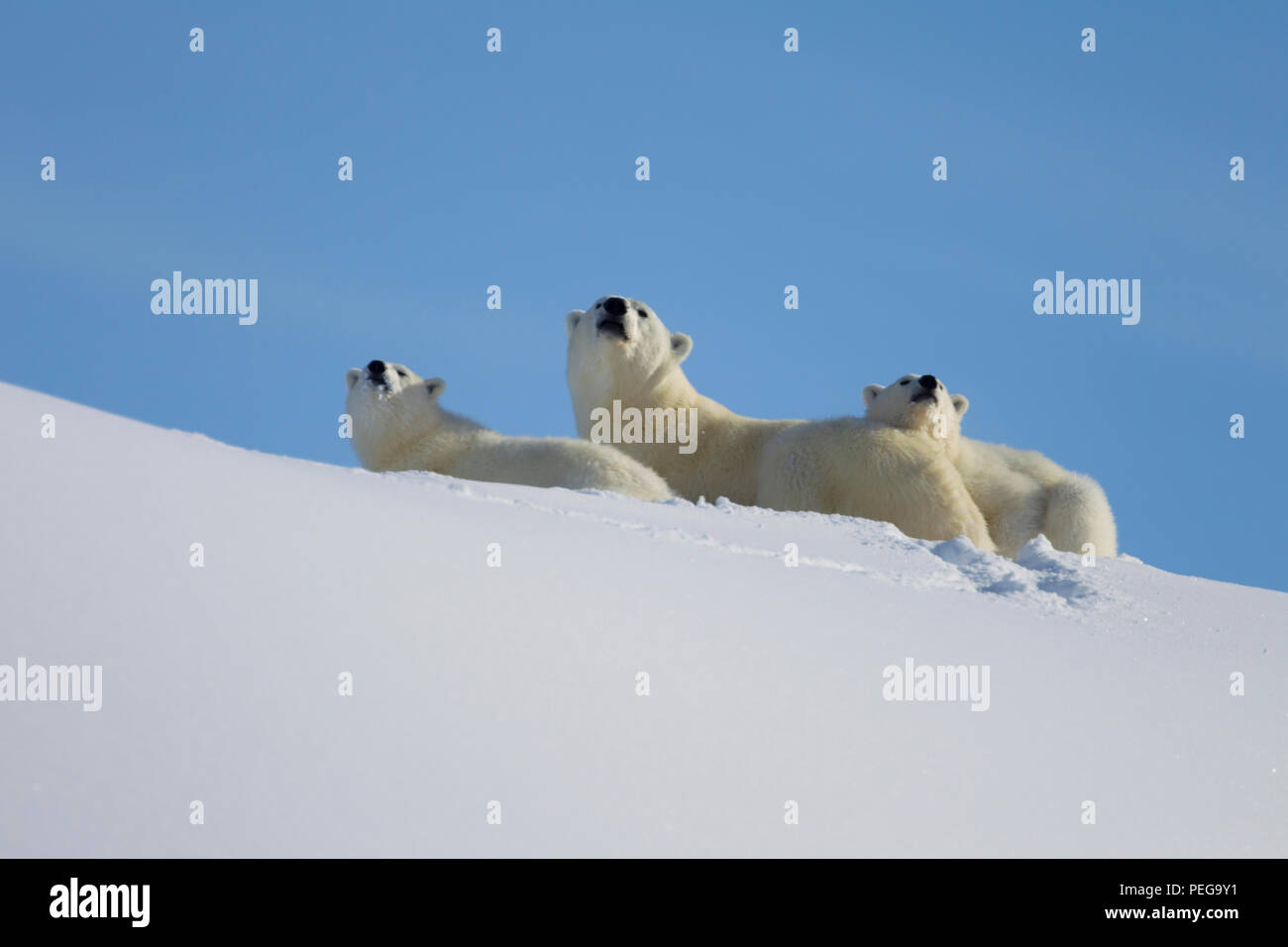 Orso polare mom e due un anno: (Isola Baffin) Foto Stock