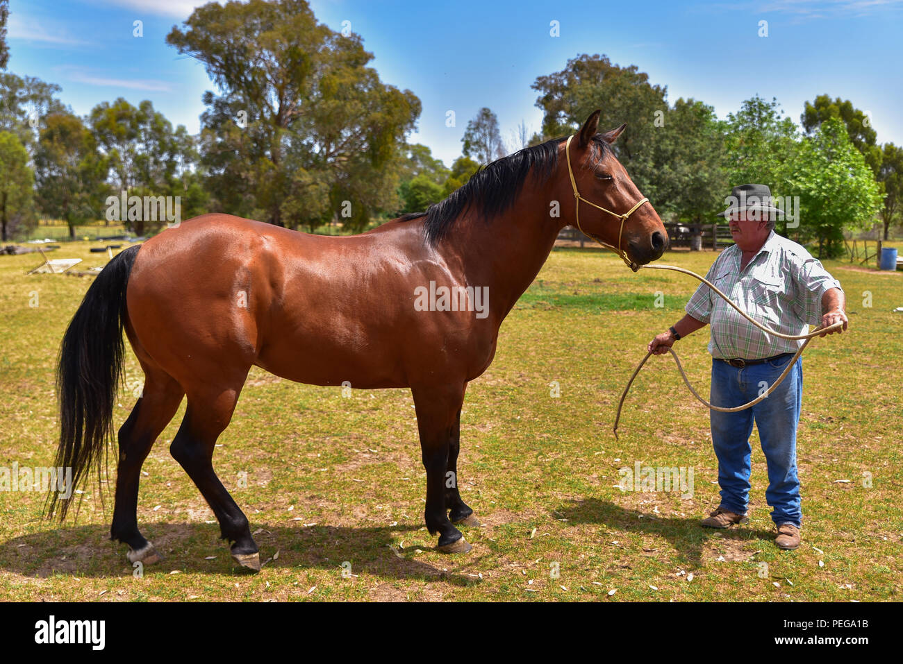 Cavallo e agricoltore Foto Stock