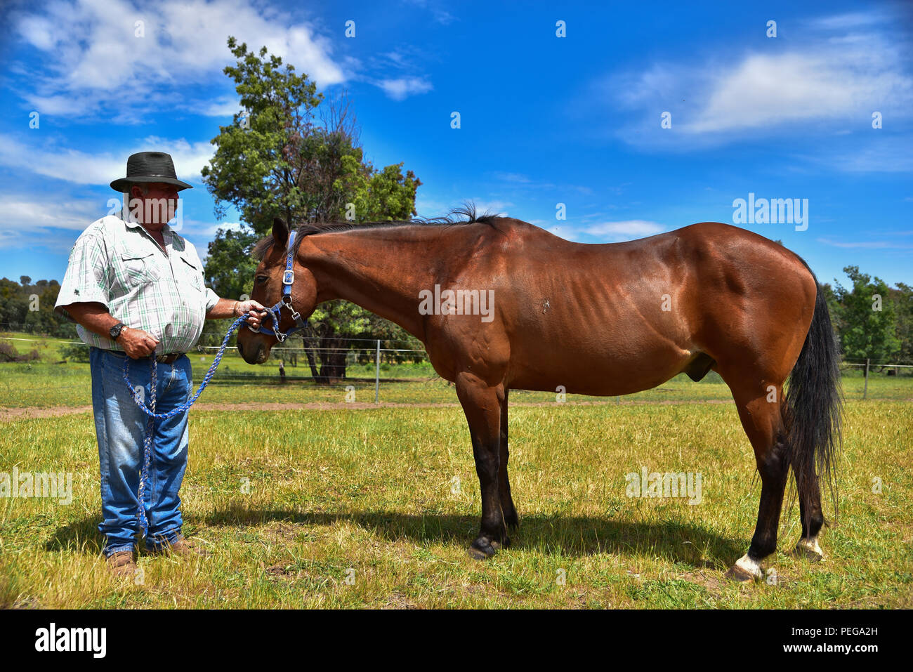 Cavallo e agricoltore Foto Stock