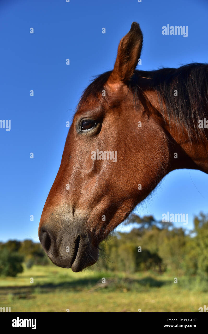 Close-up di cavallo Foto Stock