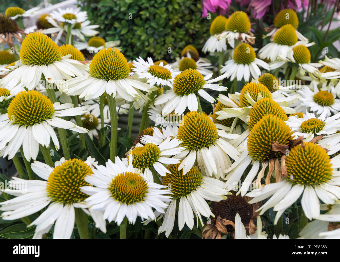 Echinacea " bianco " Meditazione fiori (cono fiore) in estate nel West Sussex, in Inghilterra, Regno Unito. Foto Stock