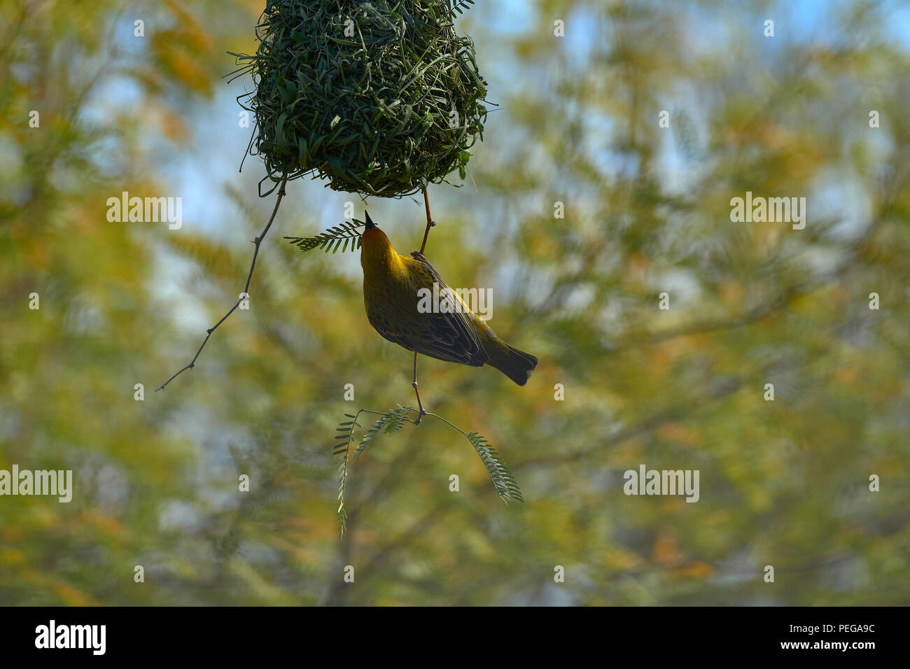Cape Weaver bird in cammello Thorn Tree Foto Stock