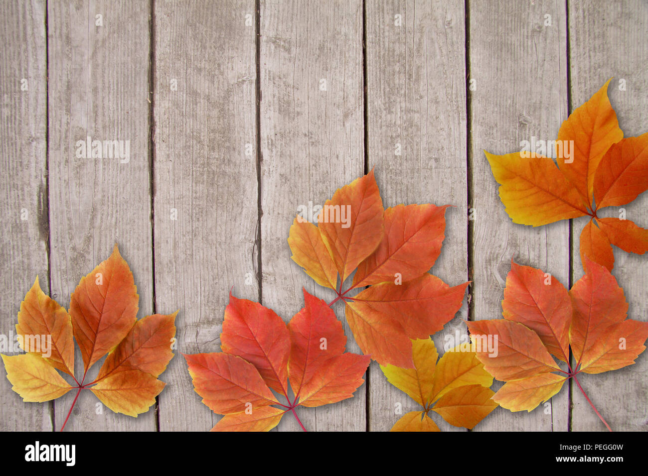 Rosso e giallo Foglie di autunno con sfondo di legno e spazio di copia Foto Stock