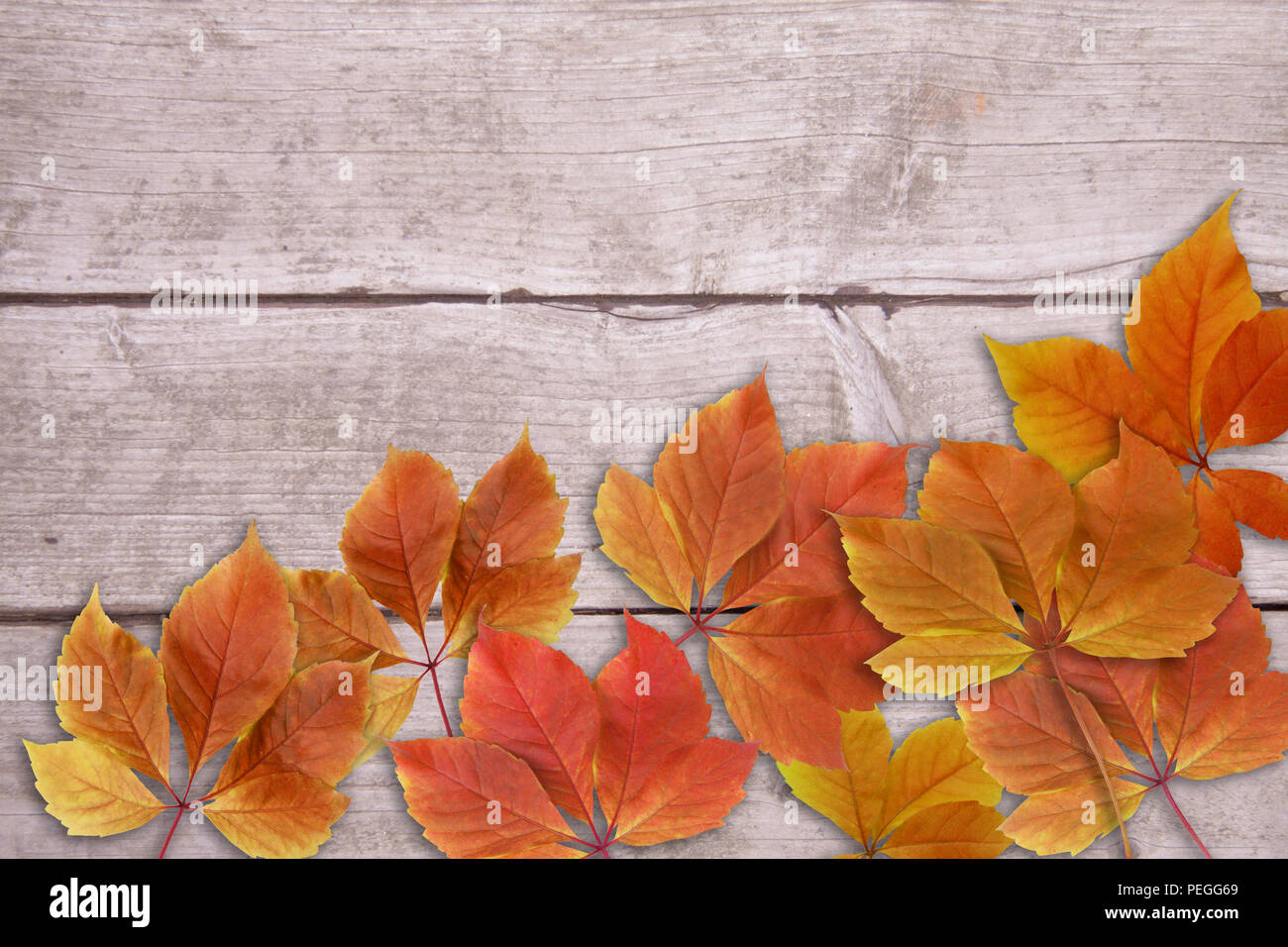 Rosso e giallo Foglie di autunno con sfondo di legno e spazio di copia Foto Stock