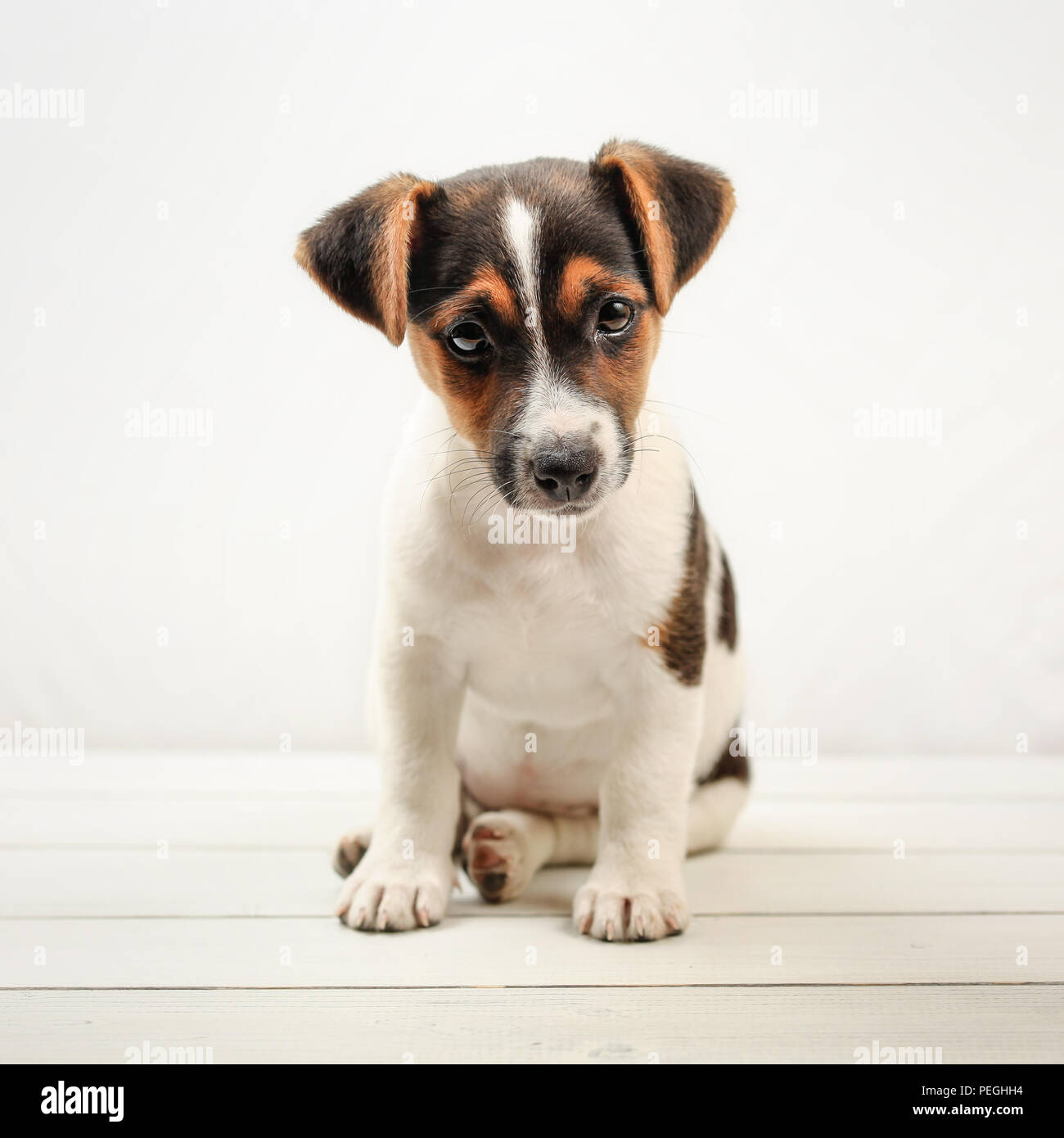 Due mesi di età Jack Russell Terrier cucciolo, sulle schede di bianco e lo sfondo. Foto Stock