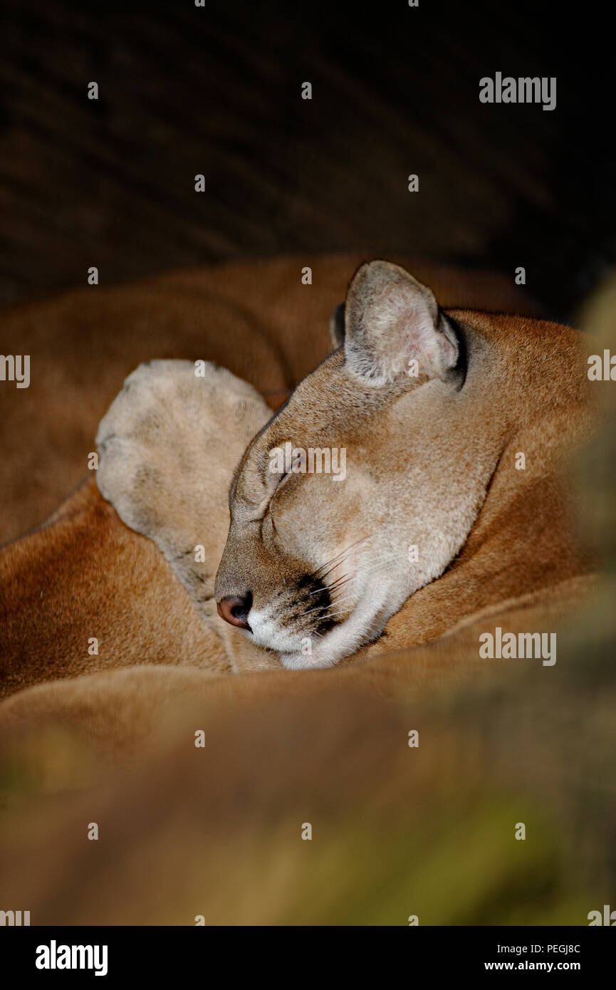 Mountain Lion dormendo, La Paz Waterfall Gardens, Costa Rica Foto Stock