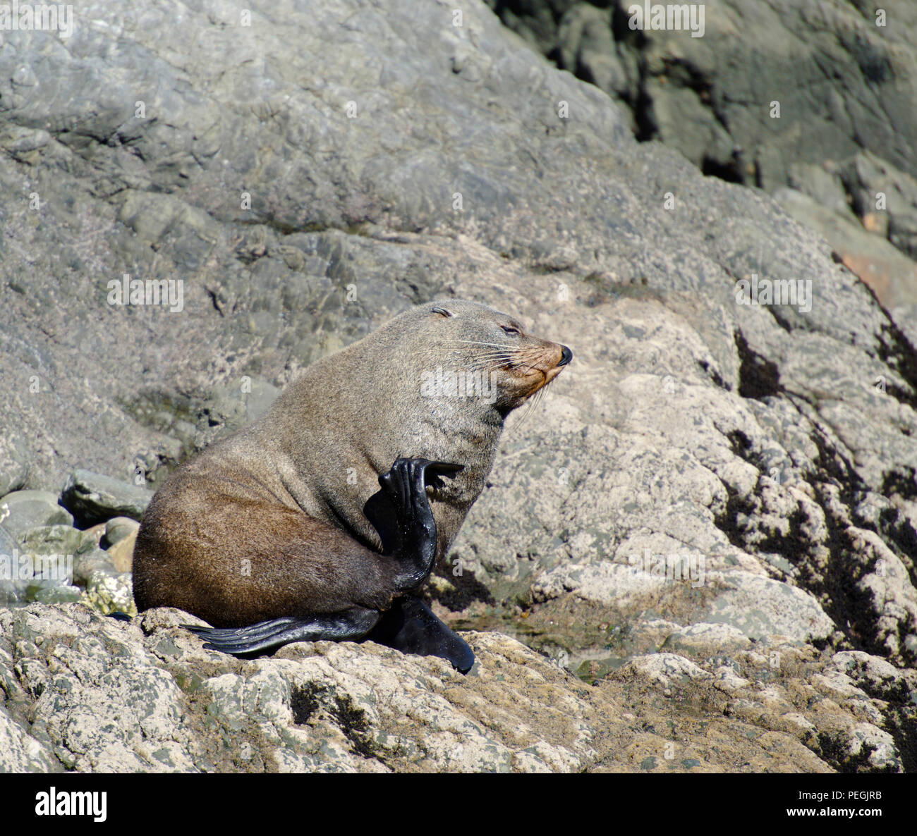 Pelliccia sigillo, Kaikoura Coast, Isola del Sud, Nuova Zelanda Foto Stock