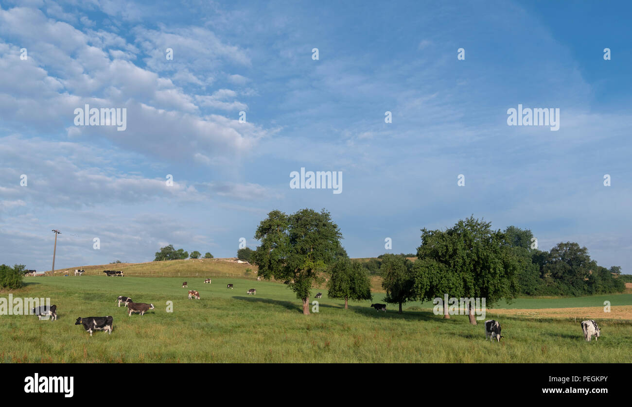 Paesaggio con un paio di mucche al pascolo l'erba verde da un caseificio tedesco ranch nella regione del Baden Wurttemberg, Germania Foto Stock