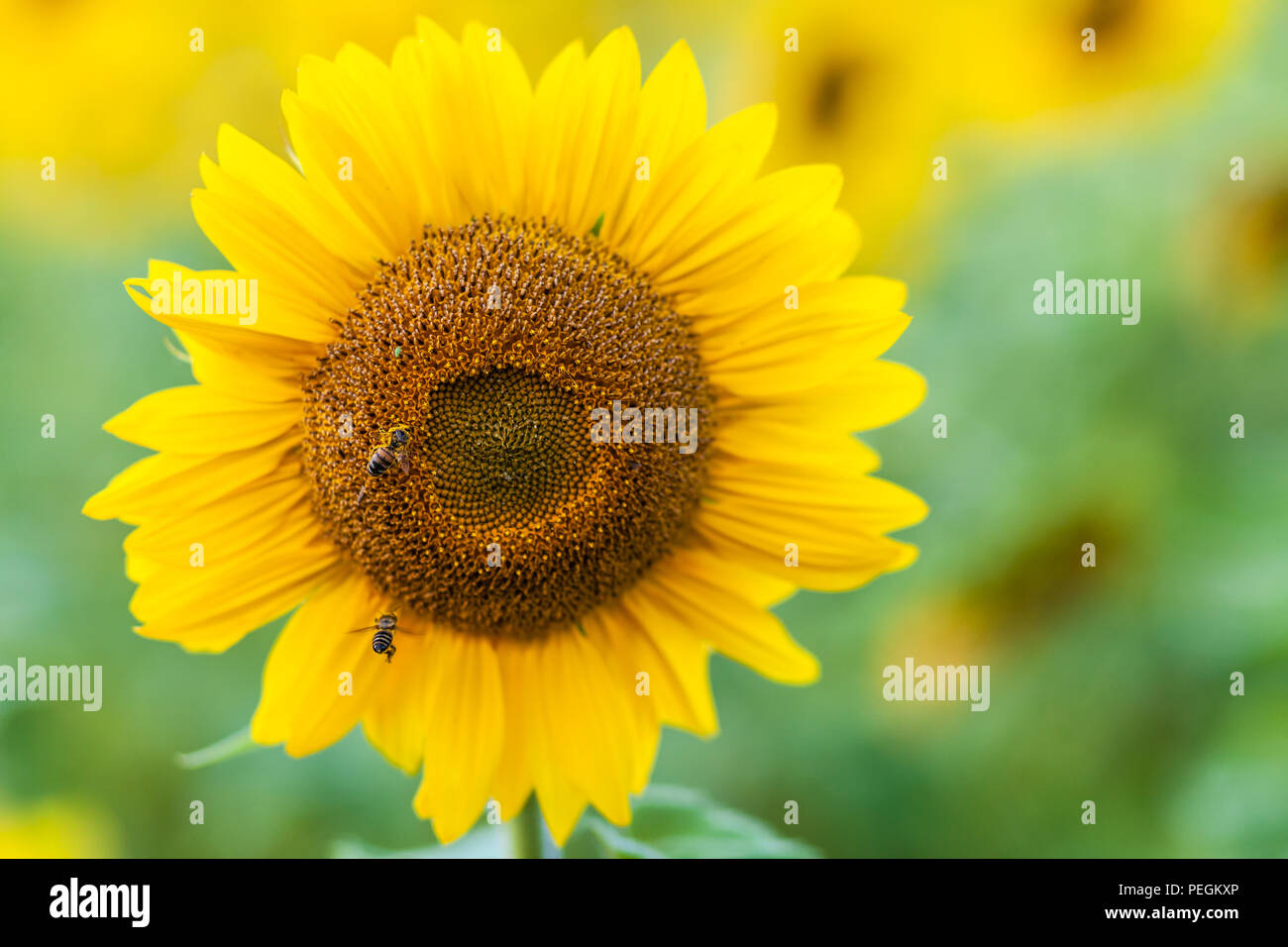 Un close-up di un giovane luminoso giallo girasole su un campo di semi di girasole in un giorno caldo e soleggiato, lo sfondo è sfocato, un noob blu Foto Stock