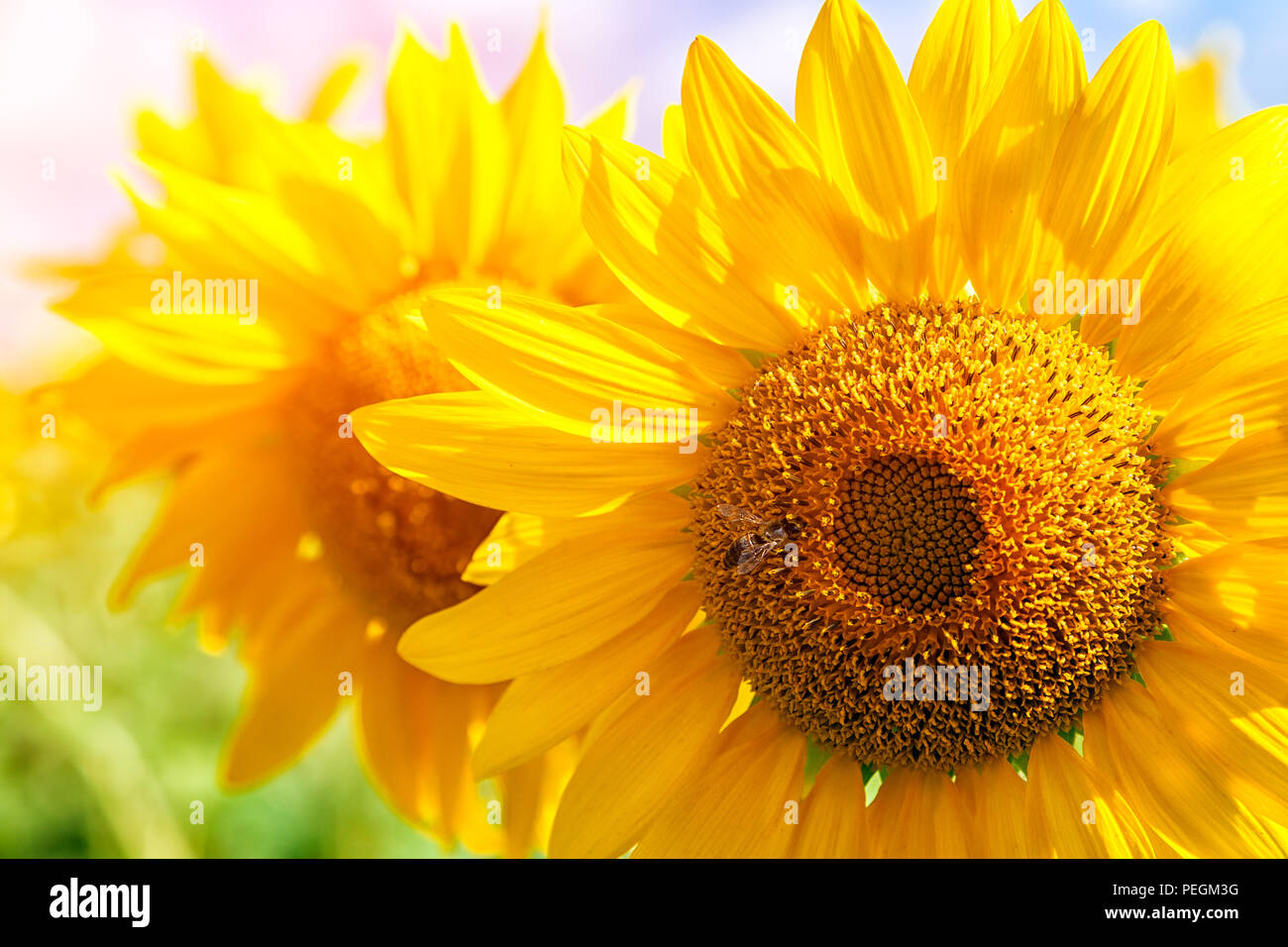 Un close-up di un giovane luminoso giallo girasole su un campo di semi di girasole in un giorno caldo e soleggiato, lo sfondo è sfocato, un noob blu Foto Stock