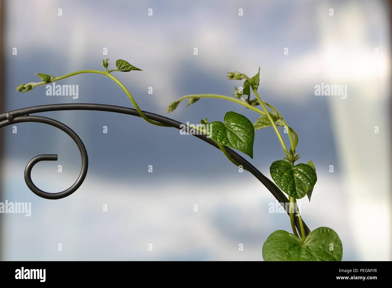 Superriduttore (Ipomoea purpurea) su una decorativa in metallo di supporto contro il cielo Foto Stock