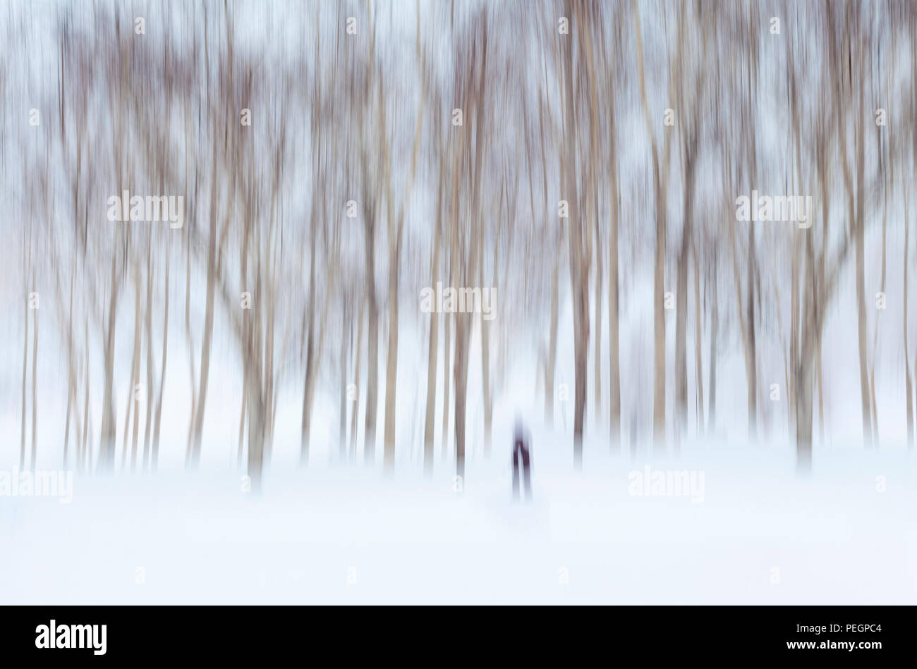 Il movimento sfocati Snowy scena con una figura umana a piedi in argento di betulle Foto Stock