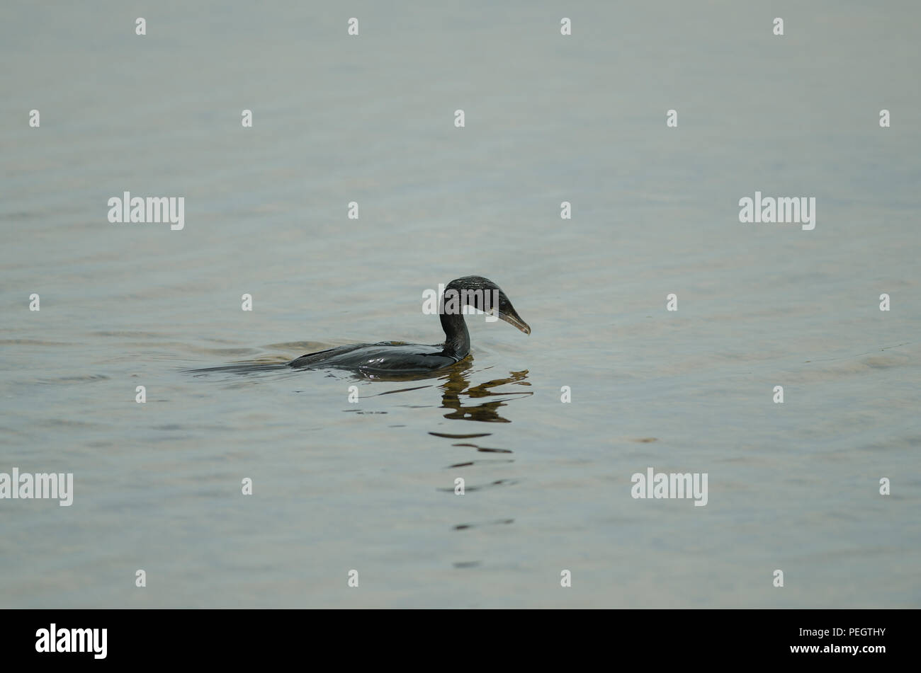 Poco cormorano, Javanese cormorano (Microcarbo niger) nuotare nella natura Foto Stock