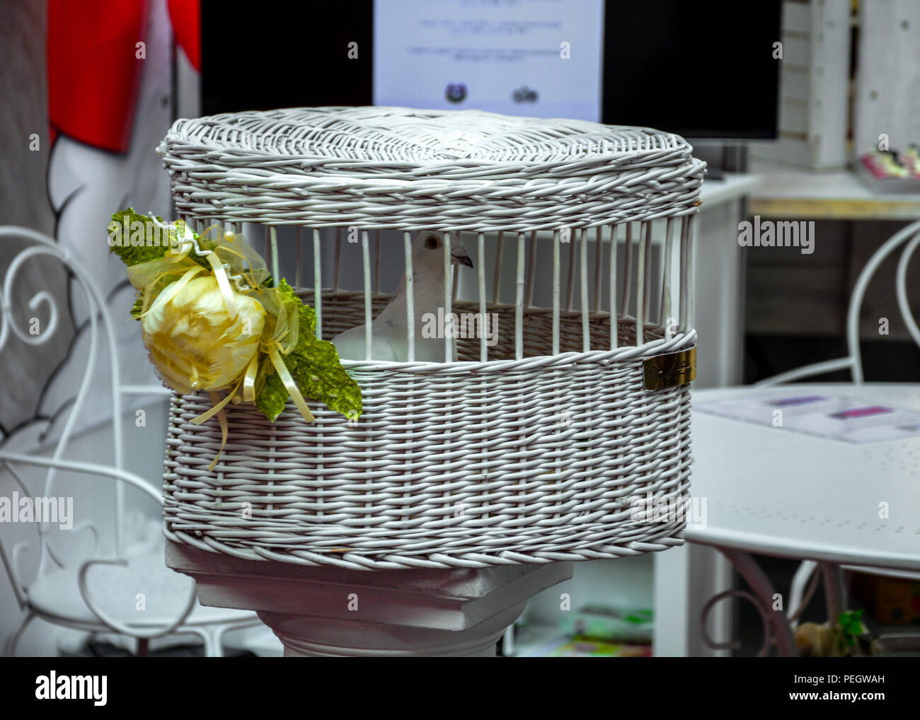 Bianco colomba di nozze in un cesto di vimini sotto forma di una gabbia Foto Stock