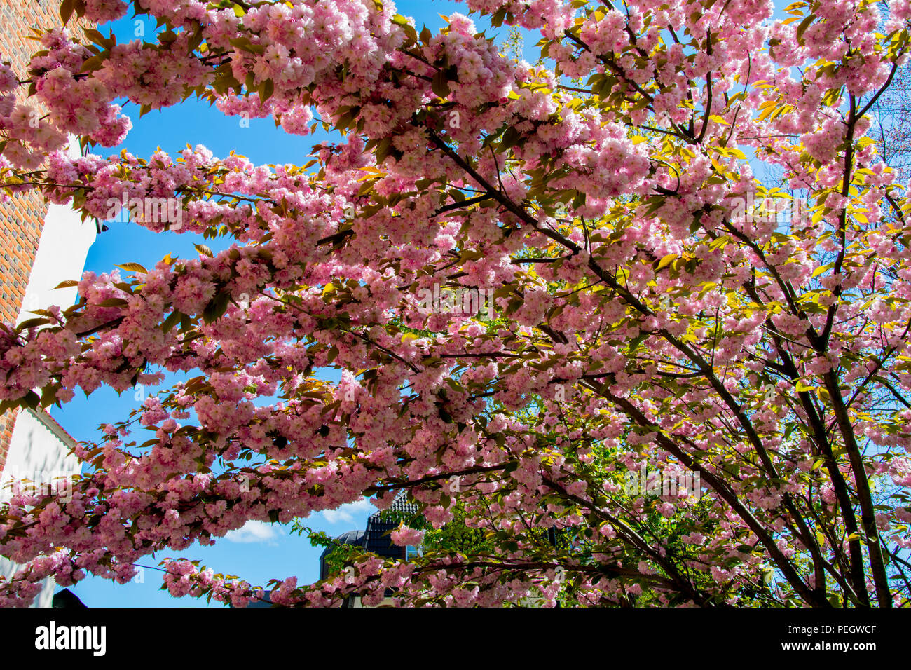 Molla di fioritura rosa tree contro il cielo Foto Stock