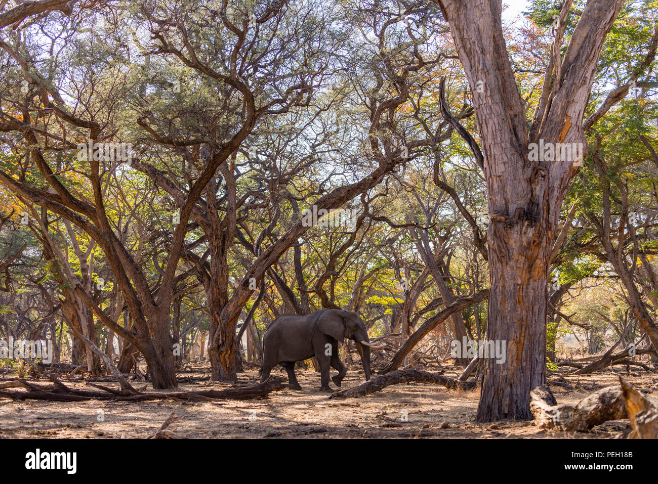 Un grande elefante africano Loxodonta africana visto in una foresta in Zimbabwe il Parco Nazionale di Hwange. Foto Stock