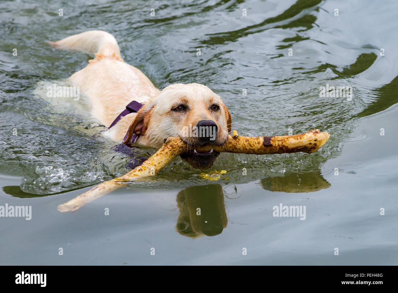 Northampton. U.K. Meteo. Il 15 agosto 2018. Una mattina fredda non arrestare questo giallo Labrador da riproduzione di fetch in barca il lago in Abington Park . Credito: Keith J Smith./Alamy Live News Foto Stock