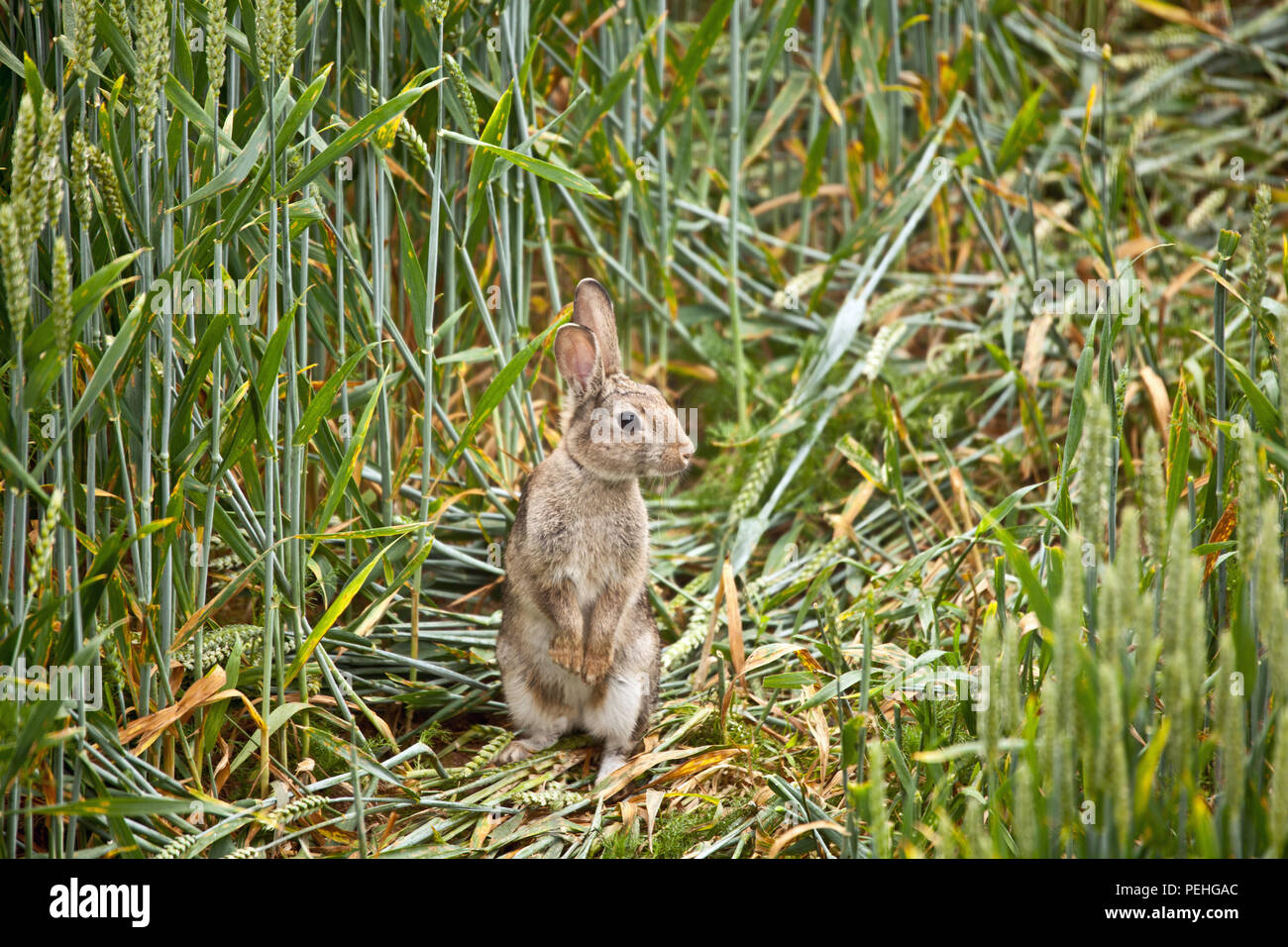 Coniglio in un campo di grano Foto Stock