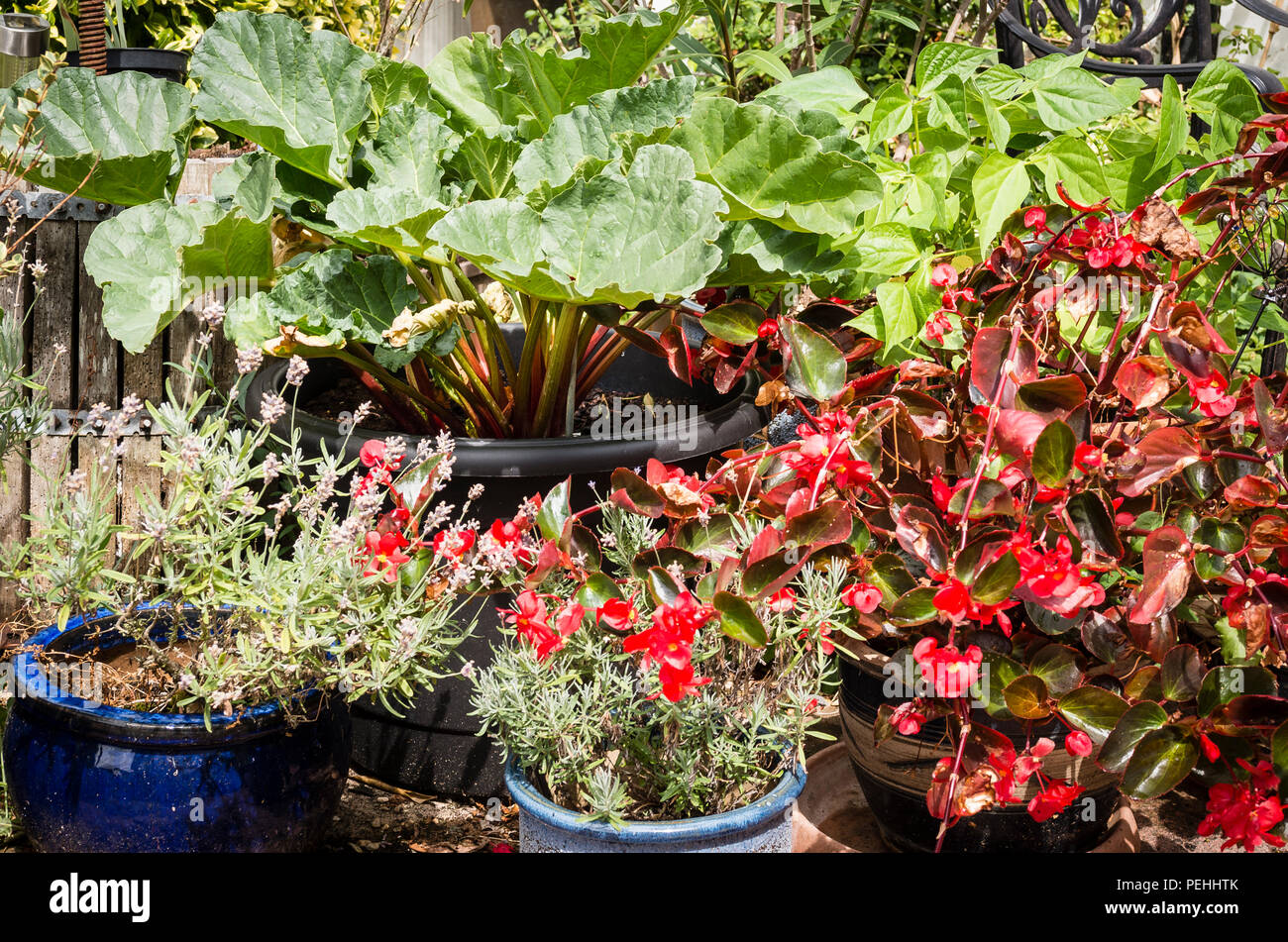 Un mini-potager giardino su un piccolo patio compresi begonie, lavanda,il rabarbaro e fagioli nani, tutti in crescita in fioriere su lastre di pietra o ghiaia nel Regno Unito Foto Stock