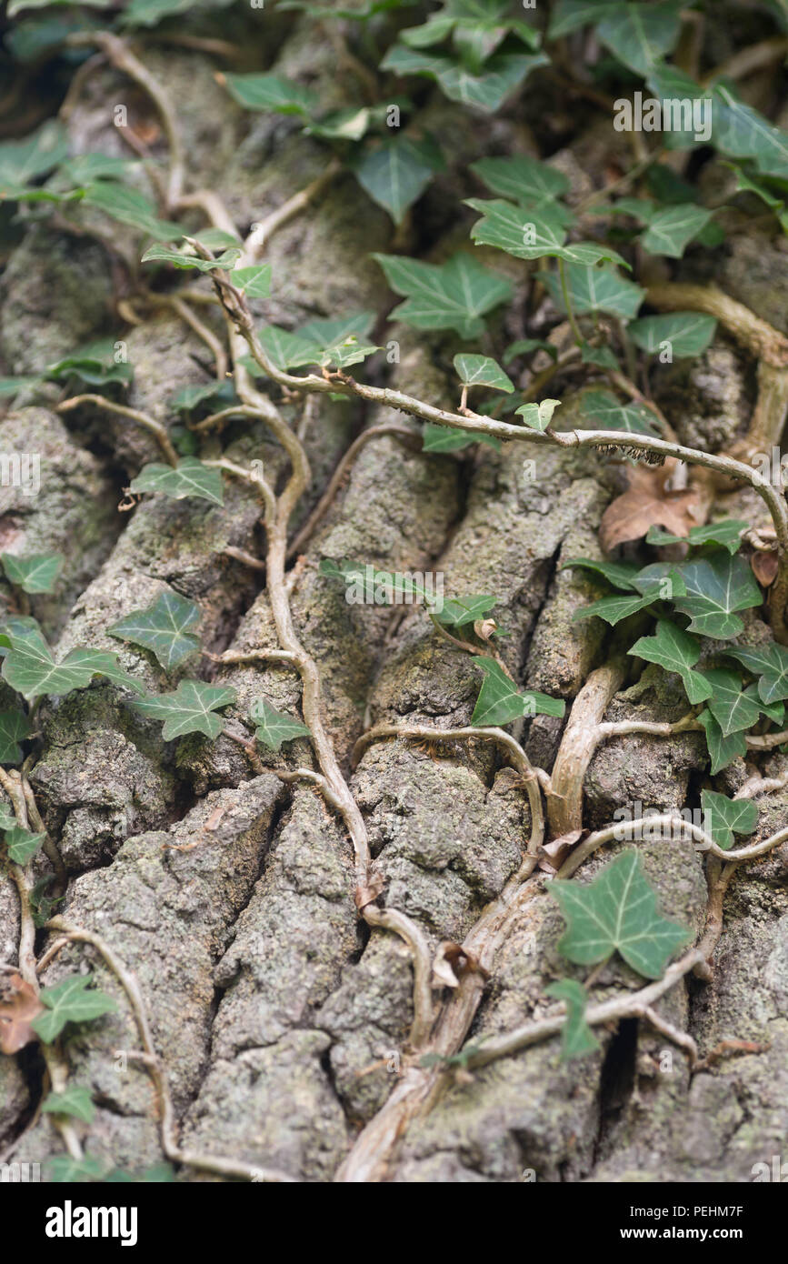 Ivy arrampicata su albero di quercia corteccia macro Foto Stock