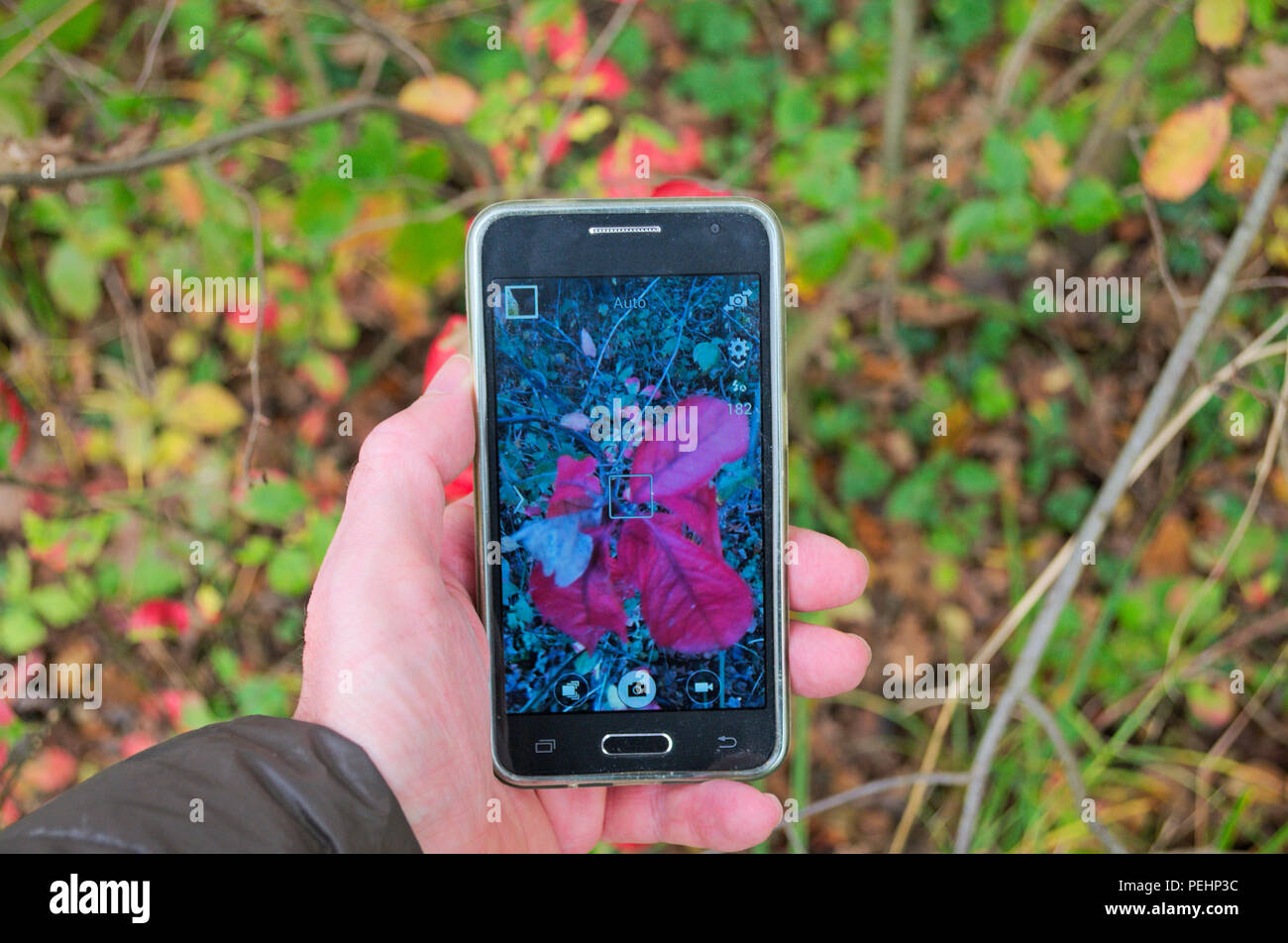 Fotografare piante attraverso smart phone Foto Stock