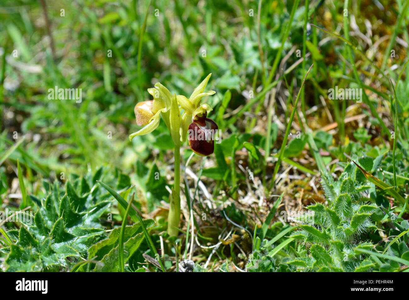 Inizio Spider Orchid Foto Stock