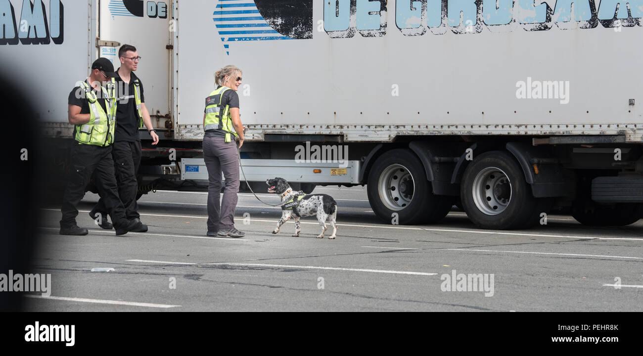 Sniffer cane e il gestore equipaggio per esaminare un camion al porto di Calais, in Francia, per gli immigrati clandestini. Foto Stock