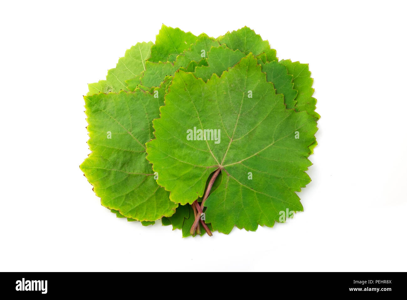 Foglie di uva su sfondo bianco Foto Stock