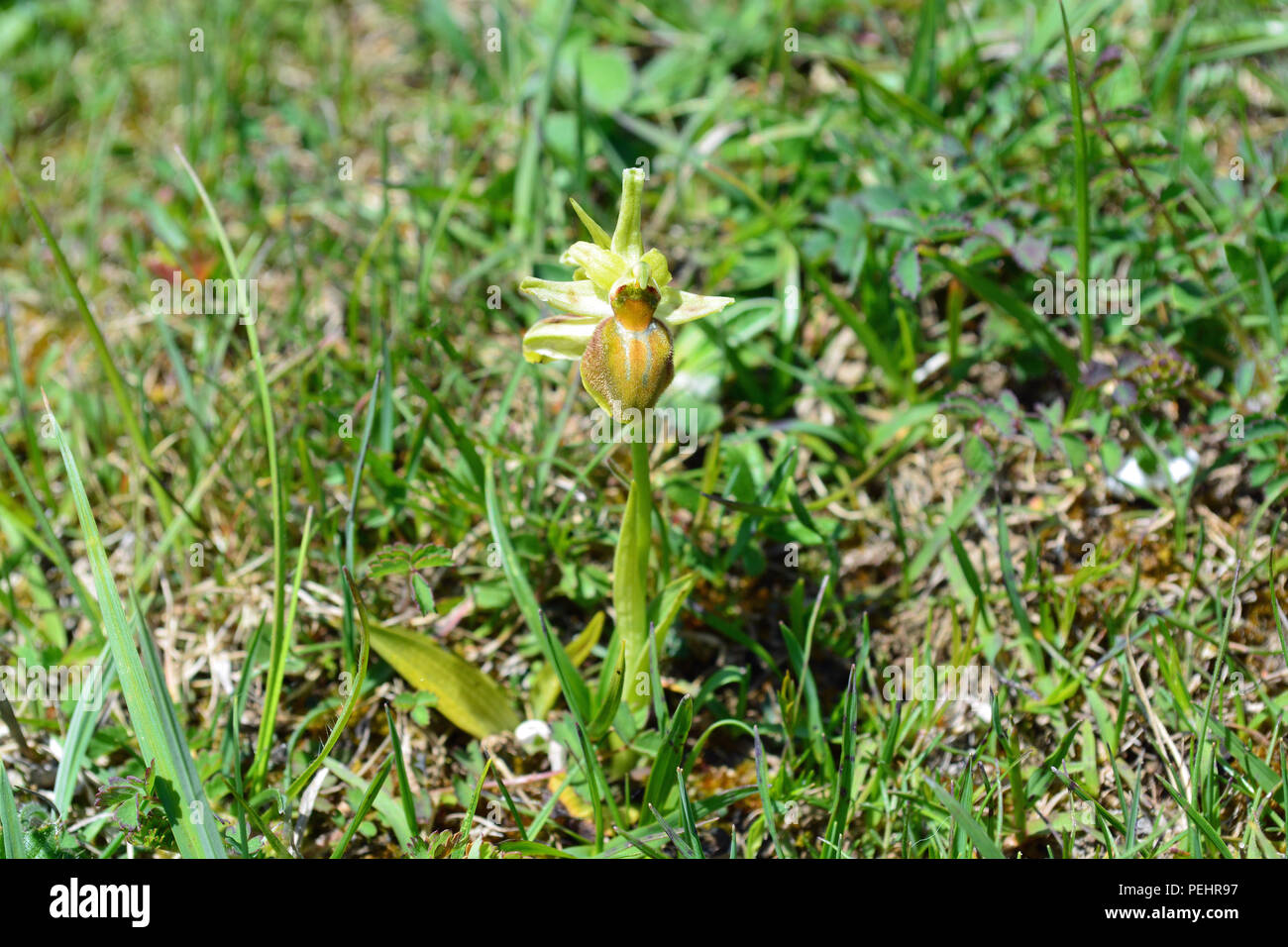 Inizio Spider Orchid Foto Stock