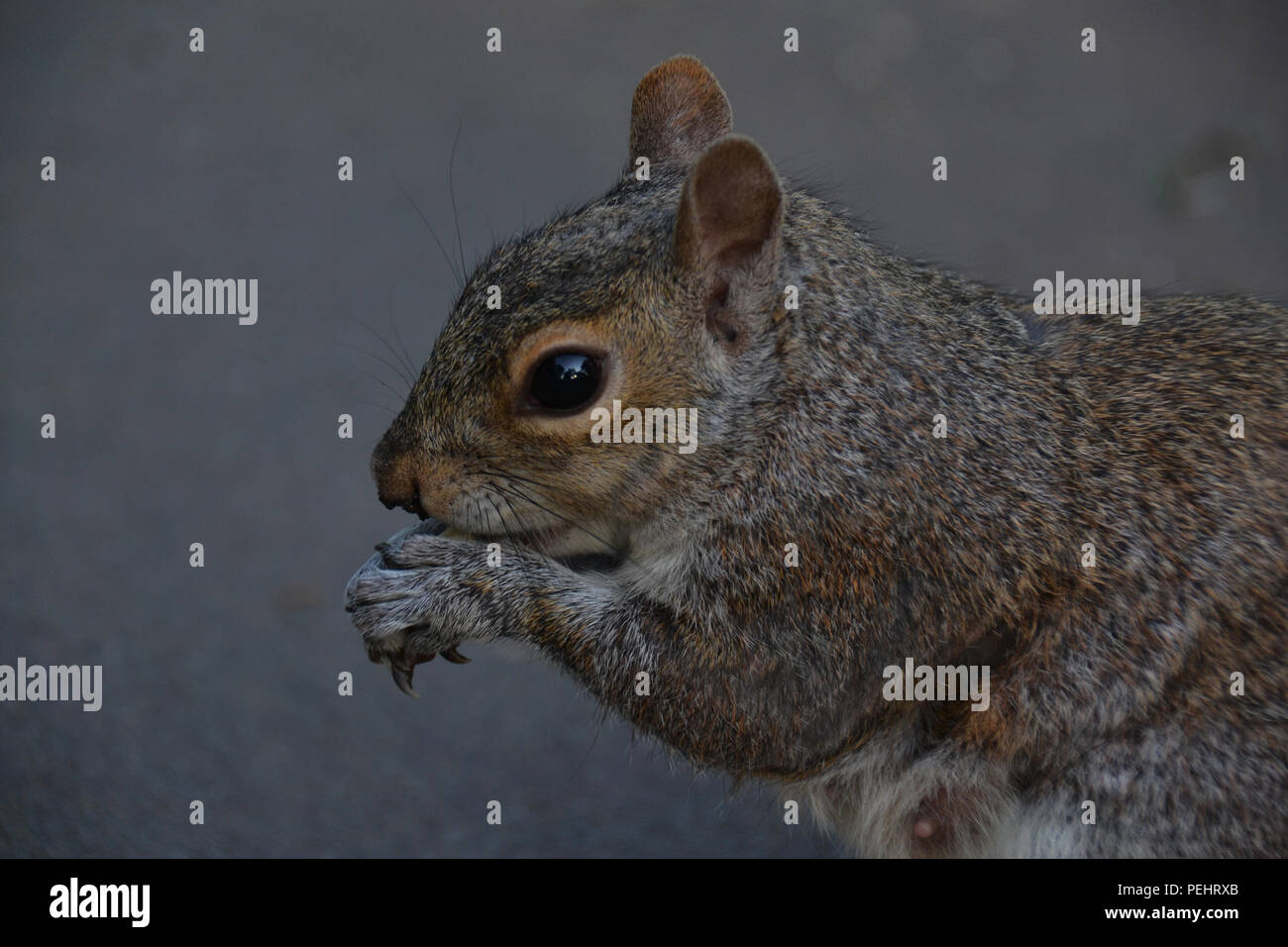 Lo scoiattolo mangiare i dadi. Chiudere la fotografia. Zoom. Foto Stock