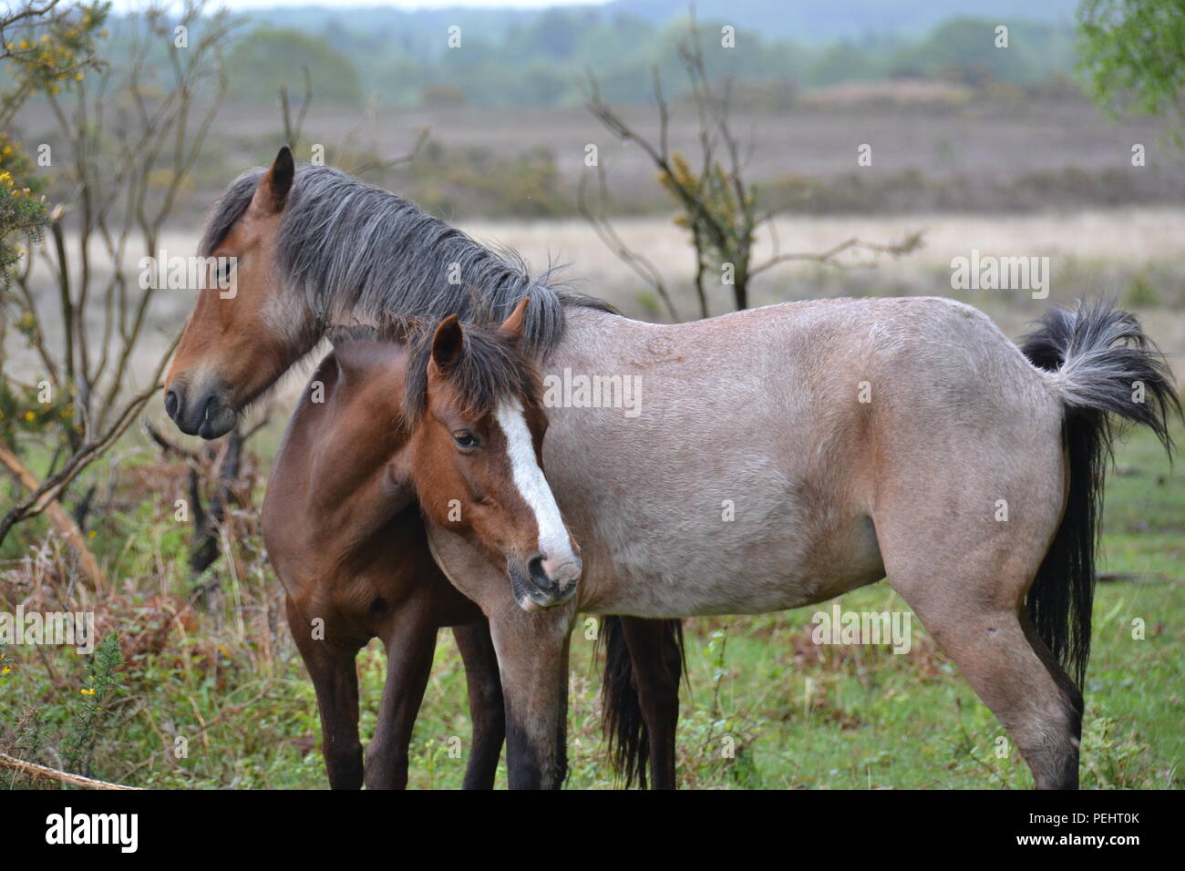 Cavalli a New Forest, Dorset, Inghilterra. Foto Stock