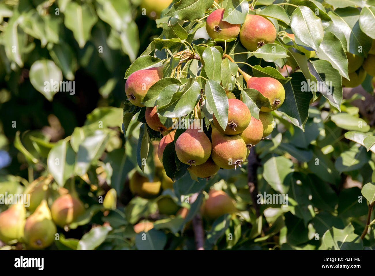 Una immagine di una maturazione pera rossa su un albero nel giardino Foto Stock
