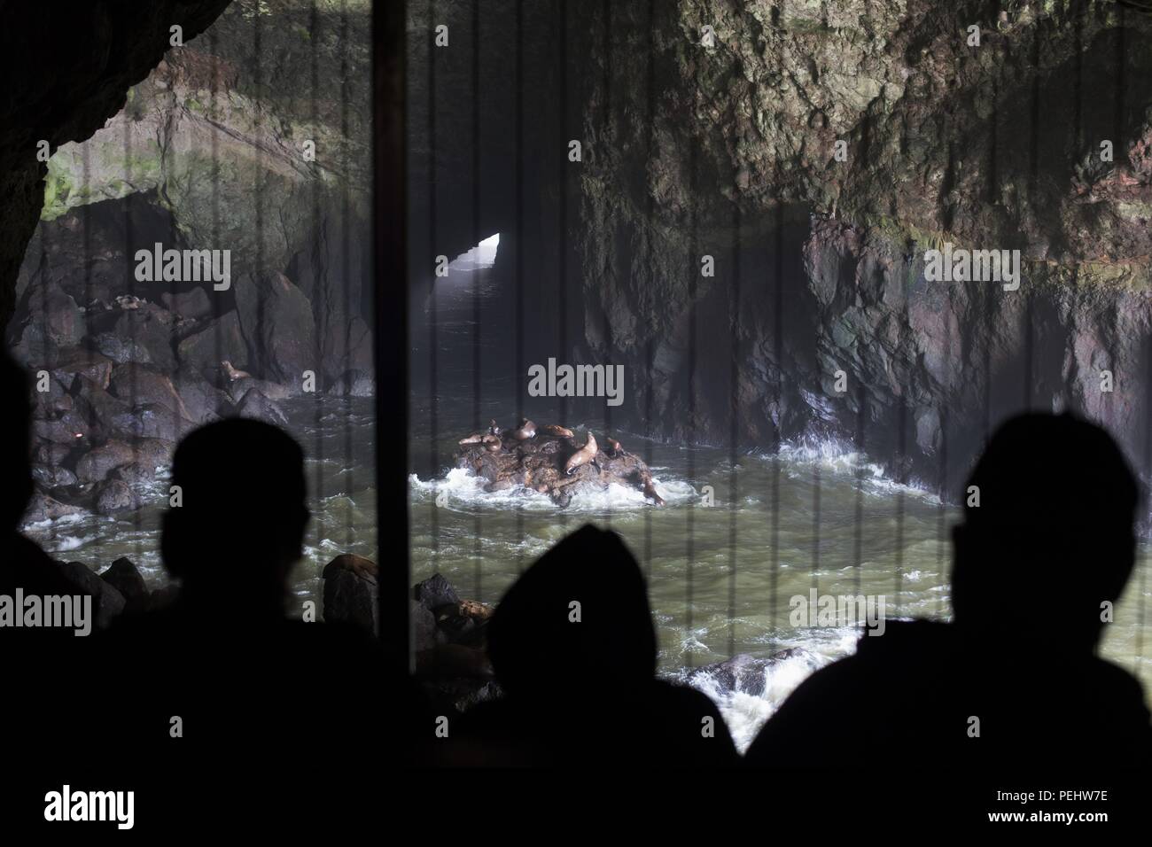 Persone che guardano i leoni di mare in una grotta, da un'area di visione, vicino Firenze, Oregon, Stati Uniti d'America. Foto Stock