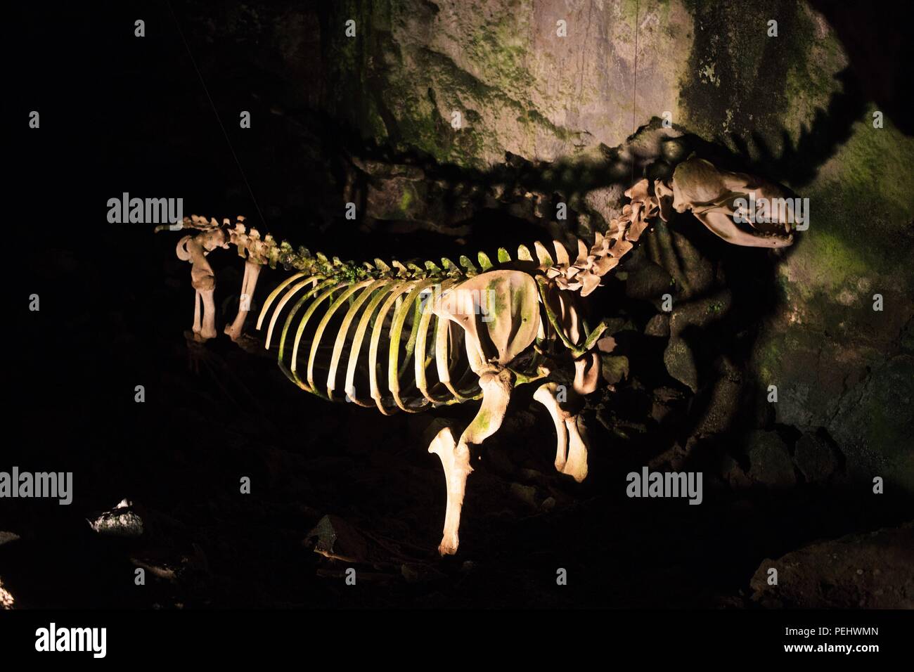 Lo scheletro di un leone di mare che erano stati trovati shot, sul display al Sea Lion grotte vicino Firenze, Oregon, Stati Uniti d'America. Foto Stock