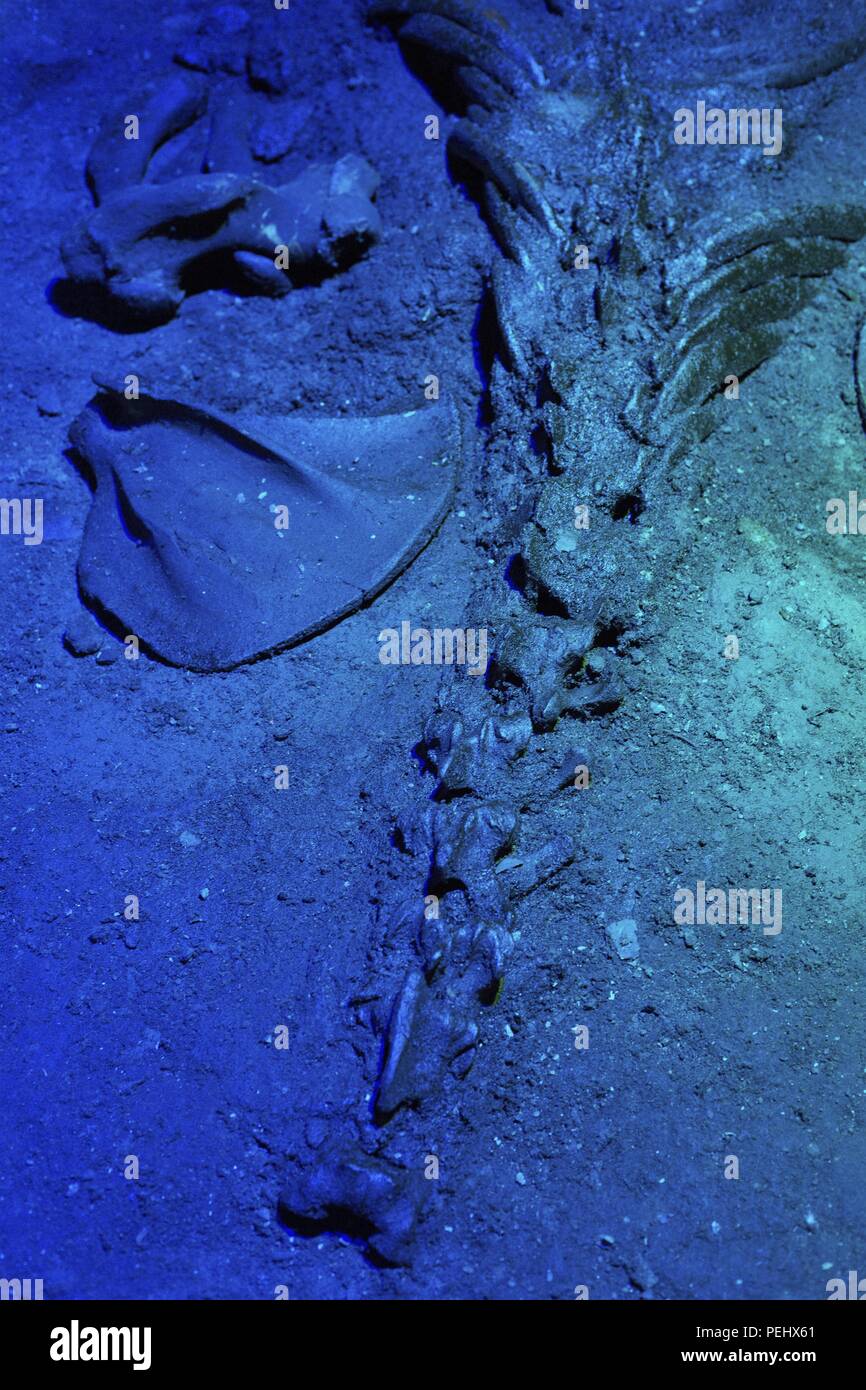 Un leone di mare scheletro in mare grotte vicino Firenze, Oregon, Stati Uniti d'America. Foto Stock