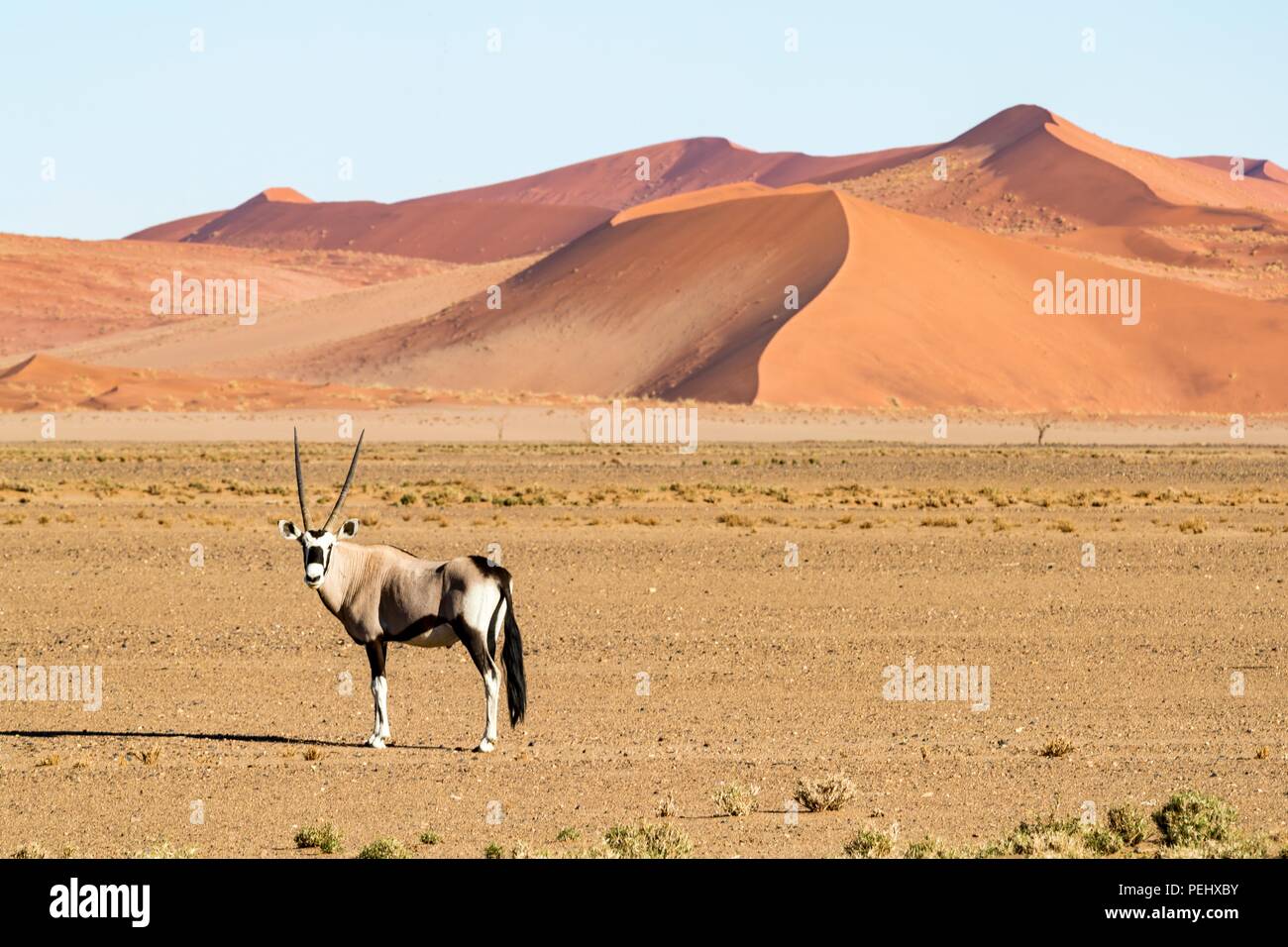Il Gemsbok o South African Oryx si fermò di fronte a un paesaggio del deserto Namib-Naukluft in Namibia Foto Stock