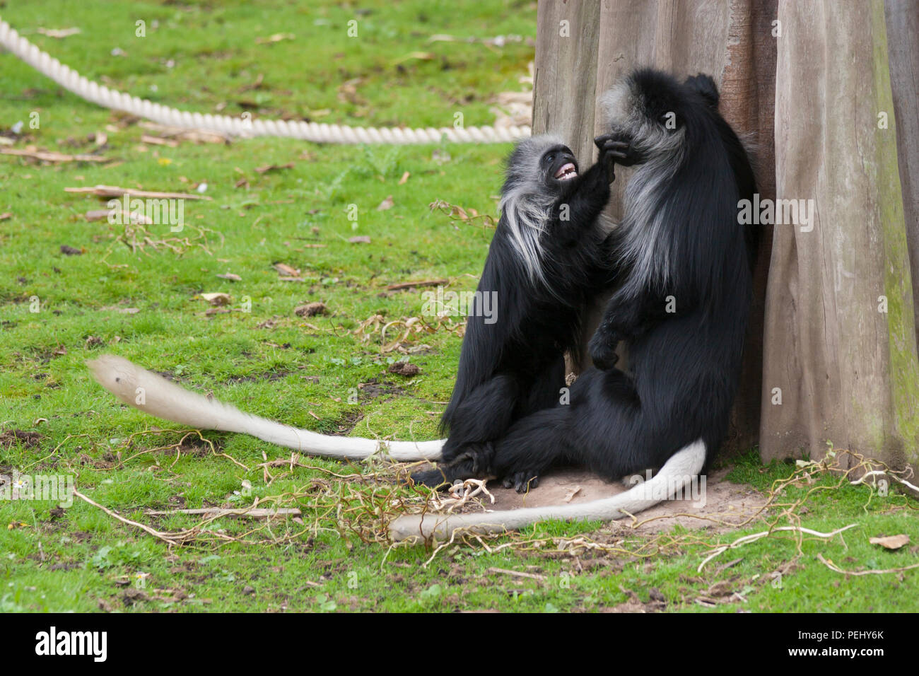 Coppia di Re Colobus scimmie presso lo Zoo di Chester Foto Stock