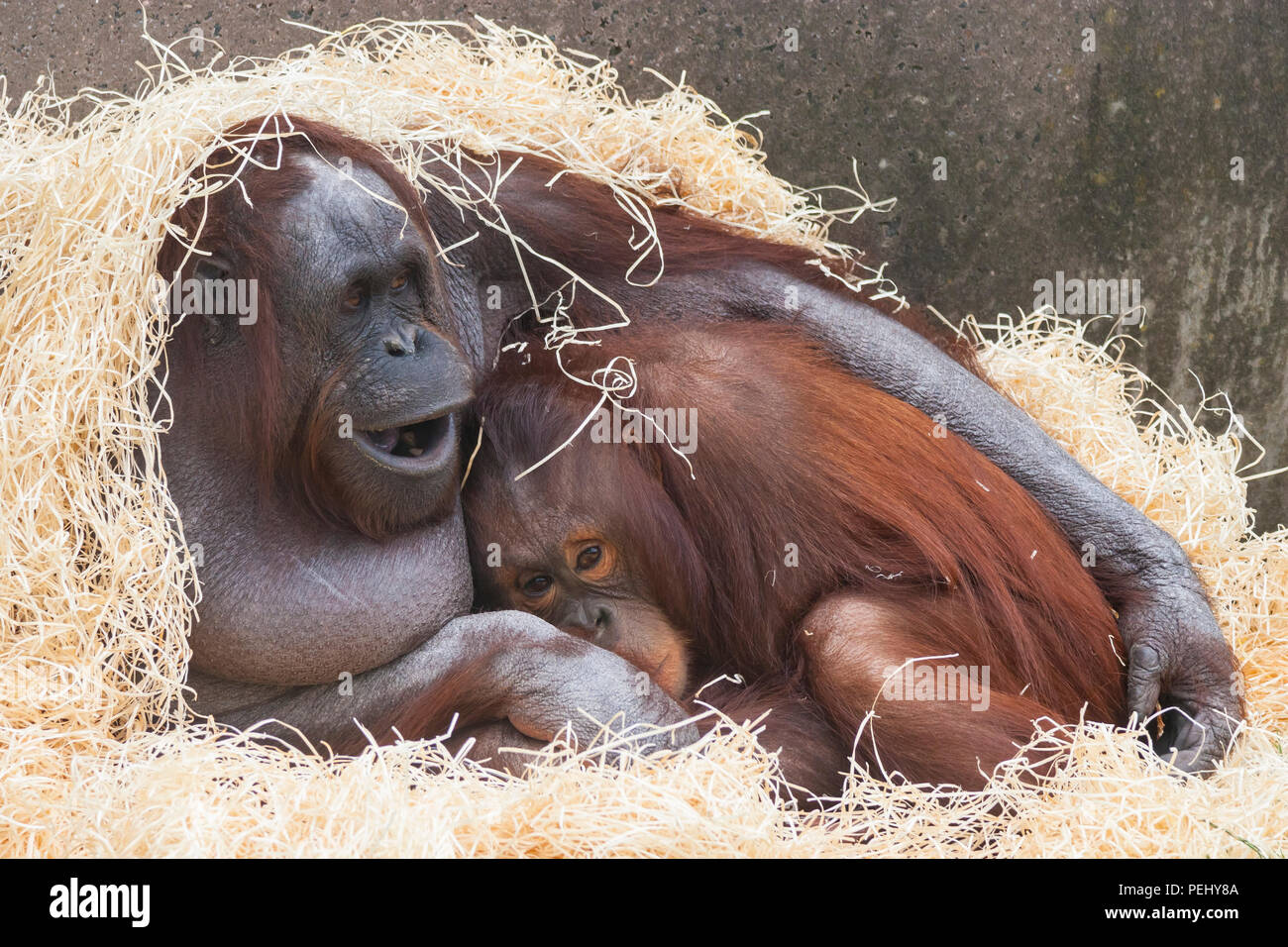 Bornean Orangutan coccole presso lo Zoo di Chester Foto Stock