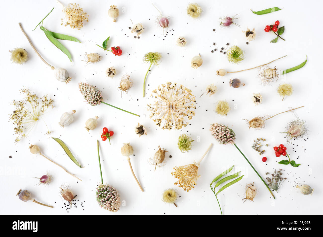 Seedheads e semi su uno sfondo bianco. Foto Stock