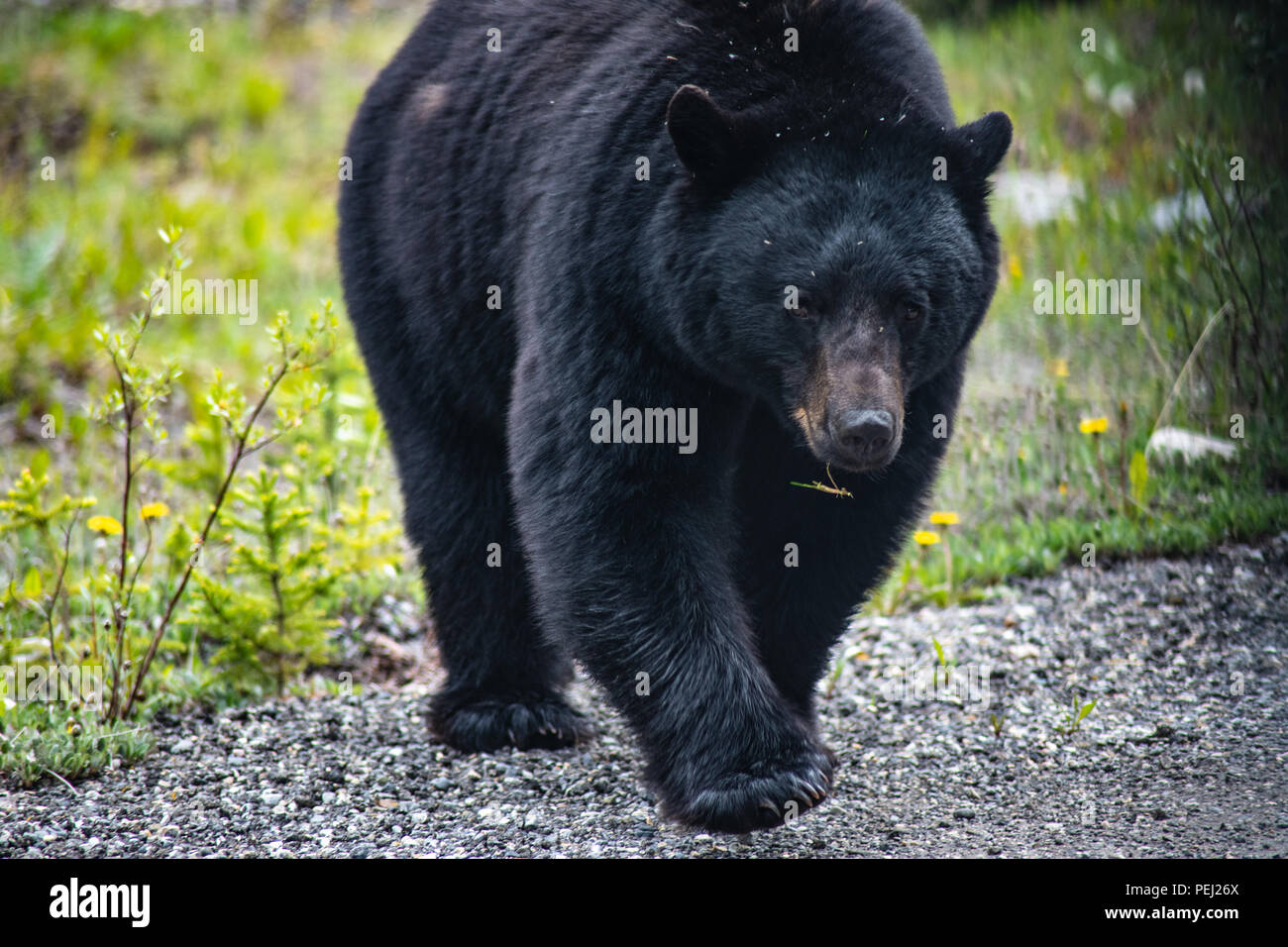 Da vicino con la Black Bear nel Parco Nazionale di Jasper in Canada Foto Stock