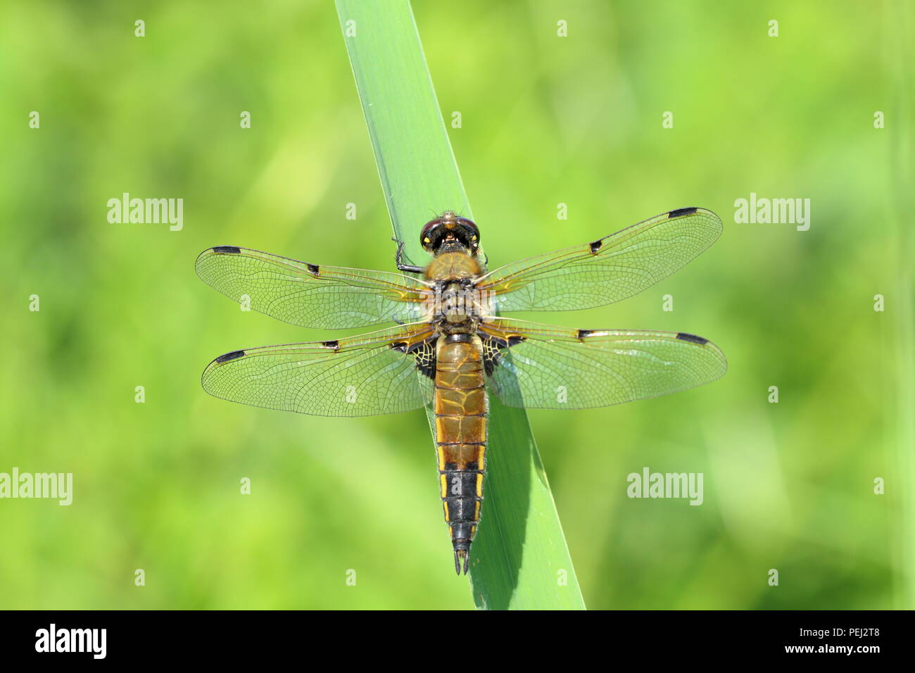 Quattro spotted chaser dragonfly appollaiato sulla foglia, vista da sopra Foto Stock