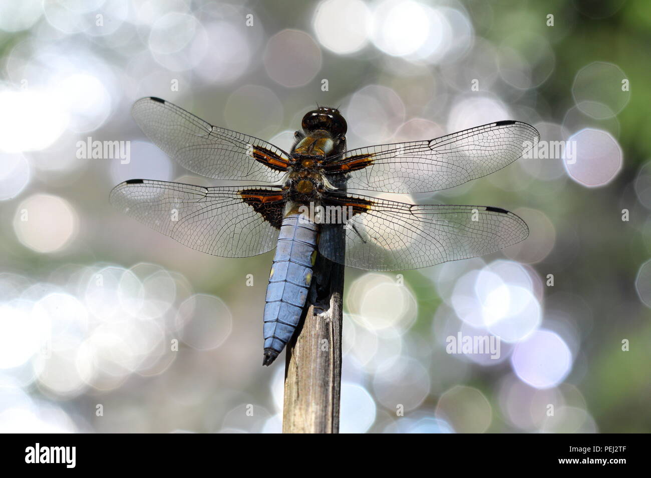 Maschio corposo ampio chaser dragonfly, appollaiato su acqua dando luce fairy simili riflessioni Foto Stock