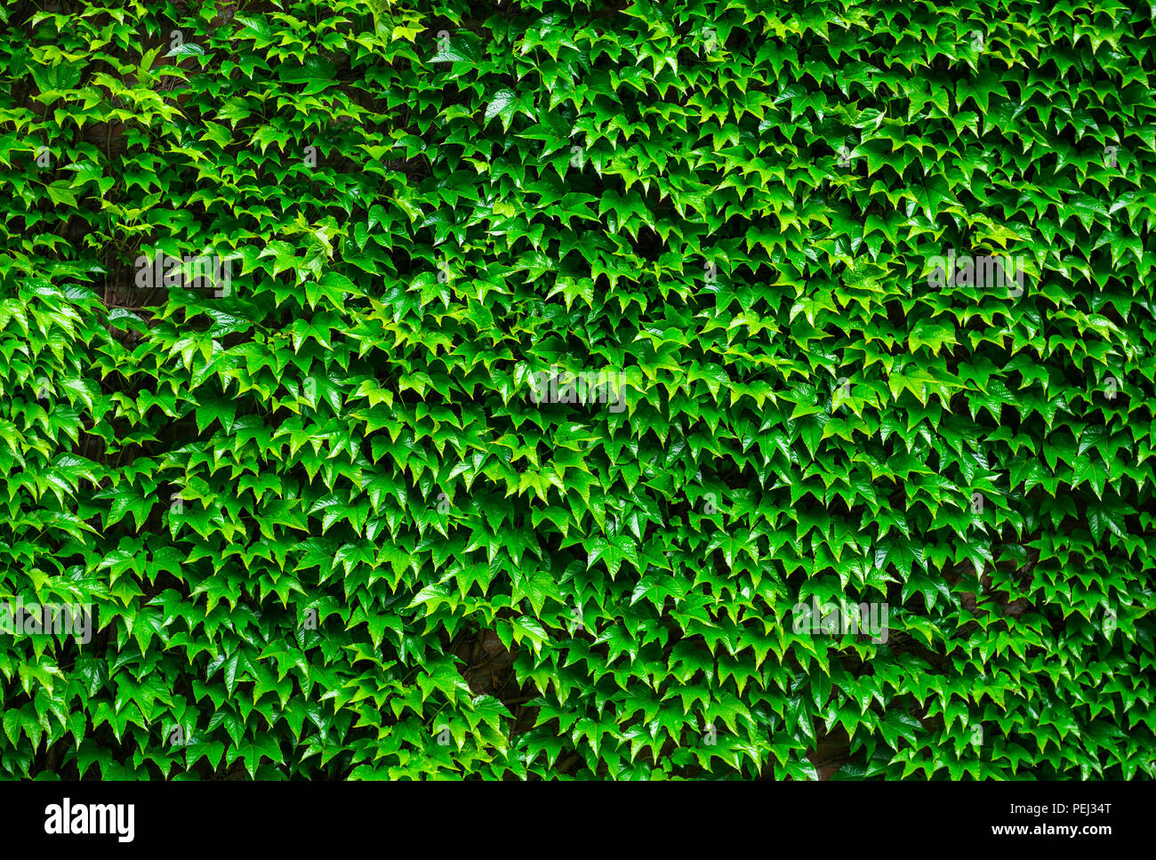 Il verde delle foglie artificiali parete di Edera Texture di sfondo Foto  stock - Alamy