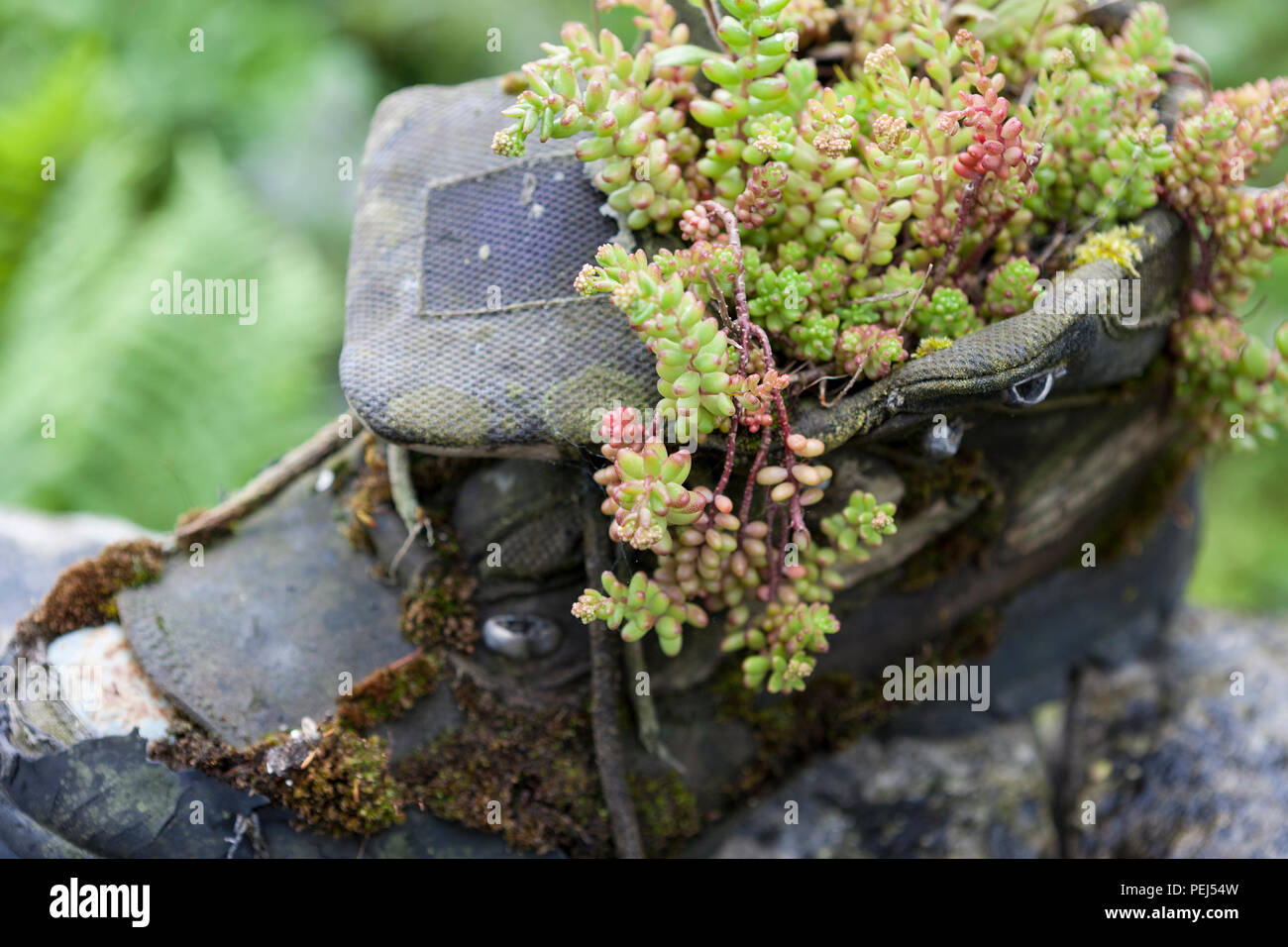 Close-up di un vecchio boot usato come un vaso da fiori, Avenue, Tissington, Derbyshire, England, Regno Unito Foto Stock