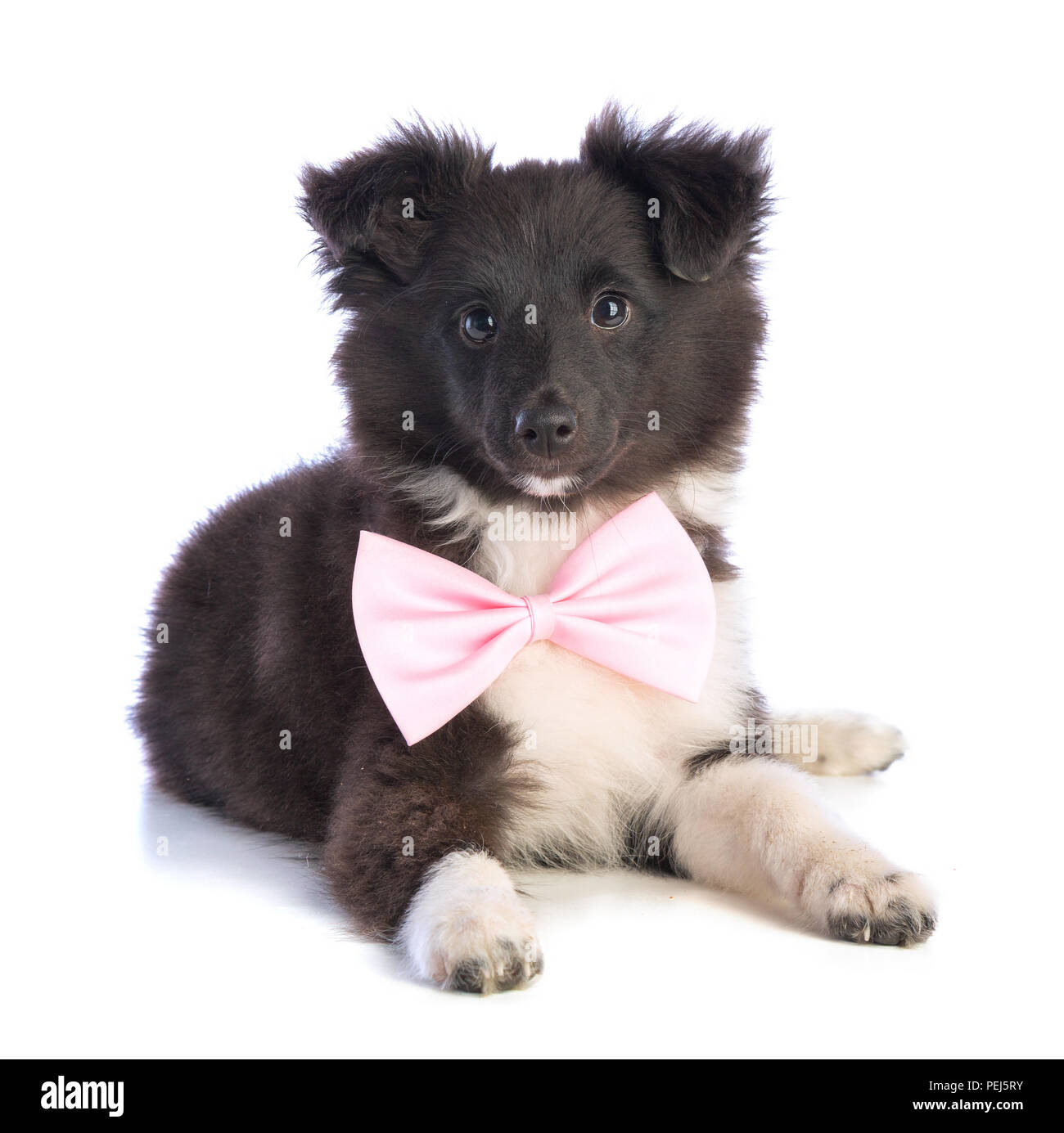 Shetland Sheepdog con pink bow tie sfondo bianco Foto Stock